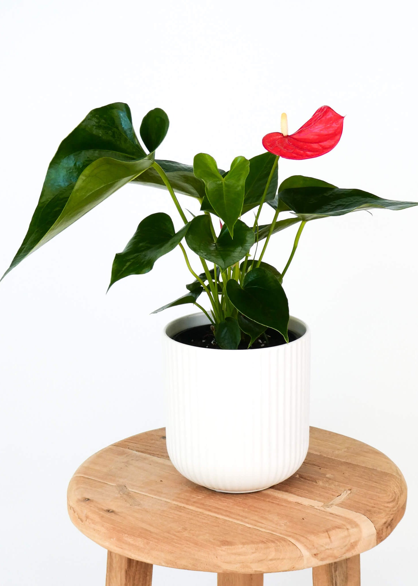 A potted Anthurium plant with glossy green leaves and a bright red flower, sitting on a round wooden stool against a plain white background.