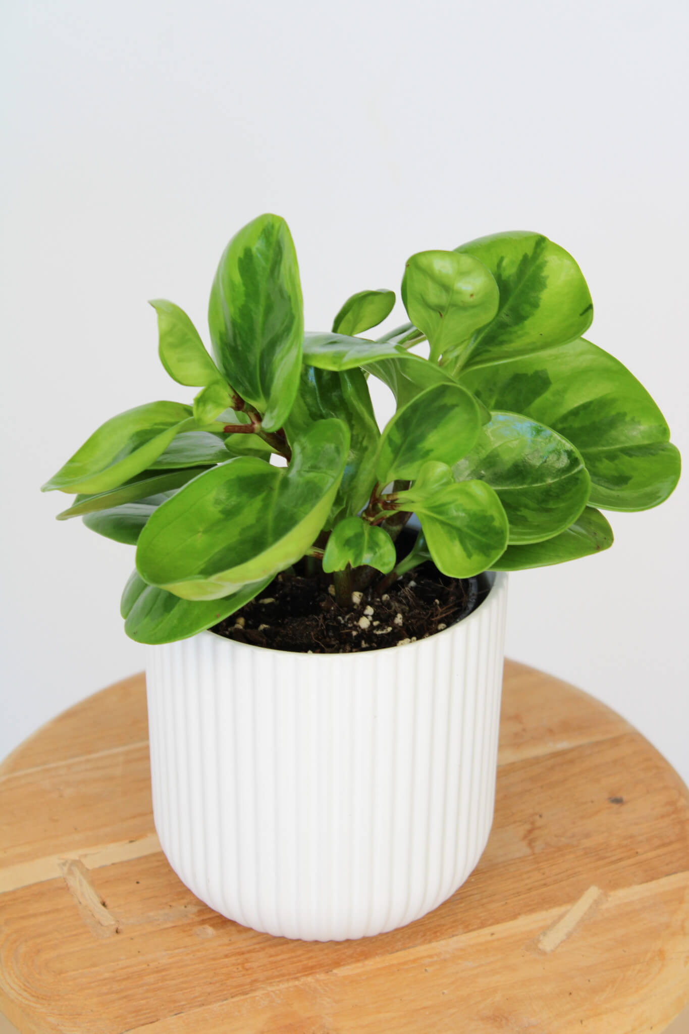 Potted Peperomia Plant in White Ribbed Pot