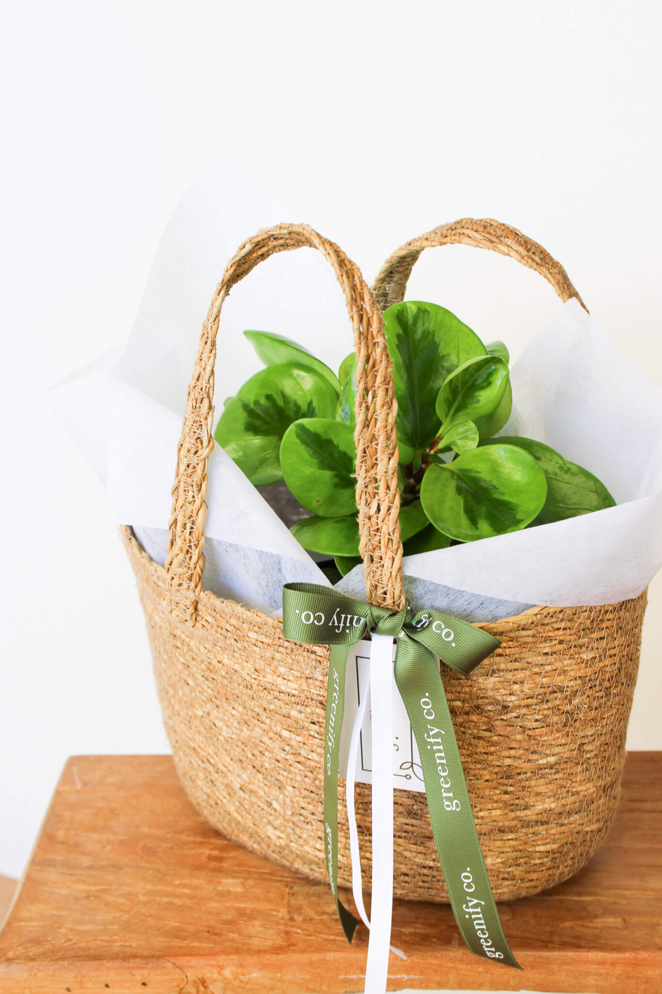 Peperomia Plant in Piccolo Basket Bag with Greenify Co. Ribbons