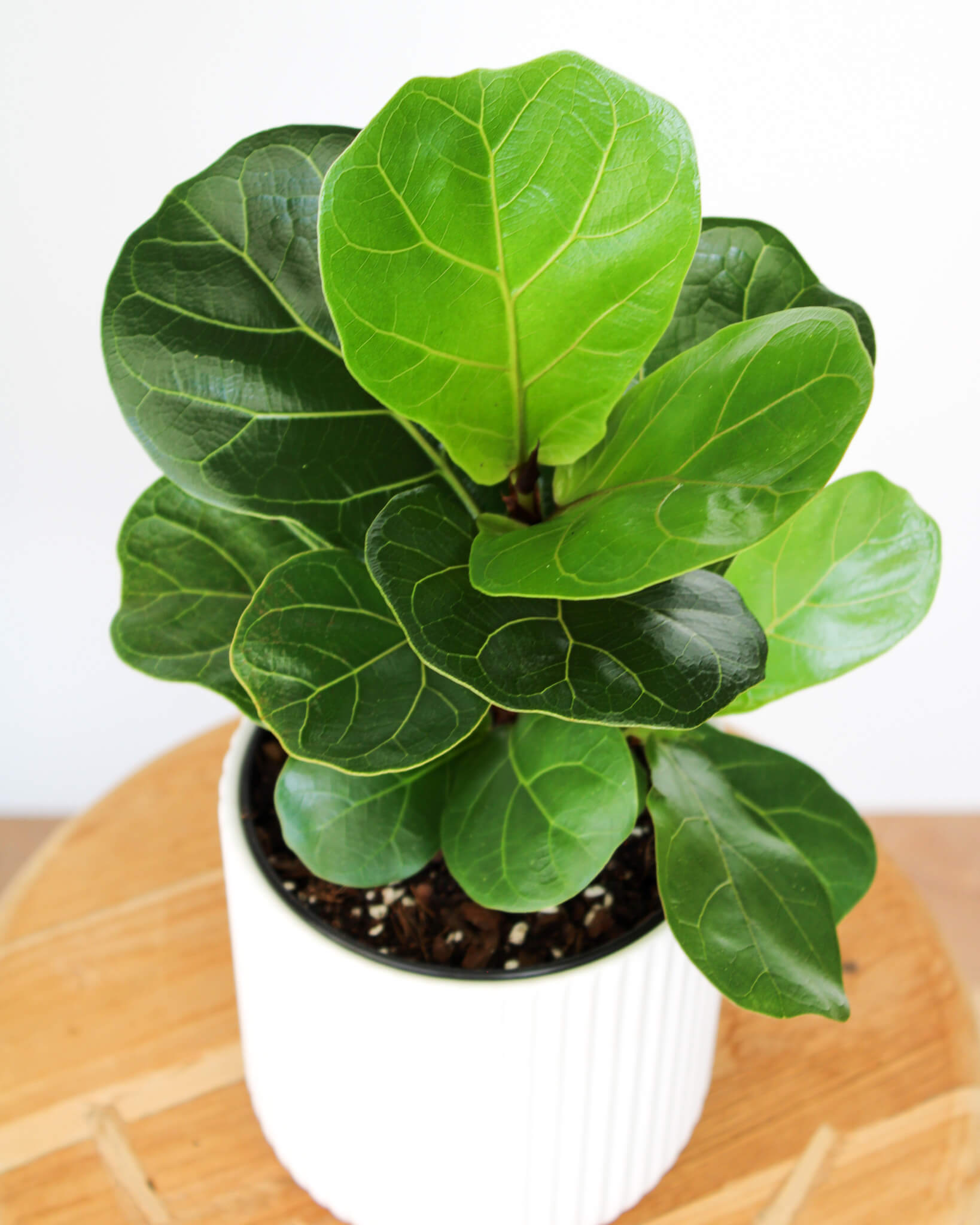 Bambino Fiddle Leaf