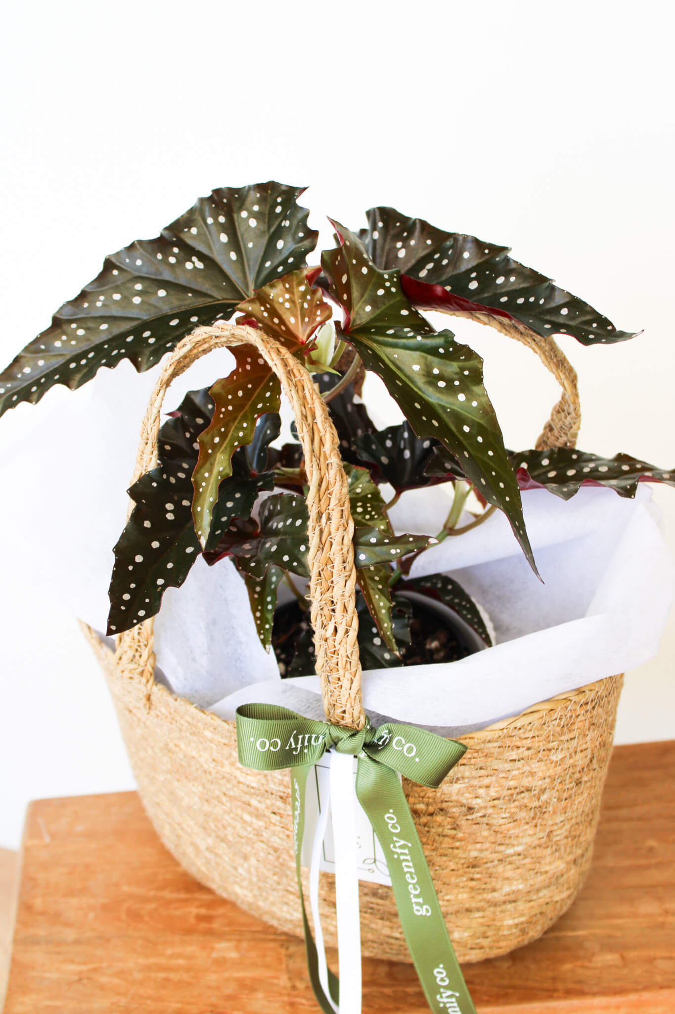 Begonia Maculata