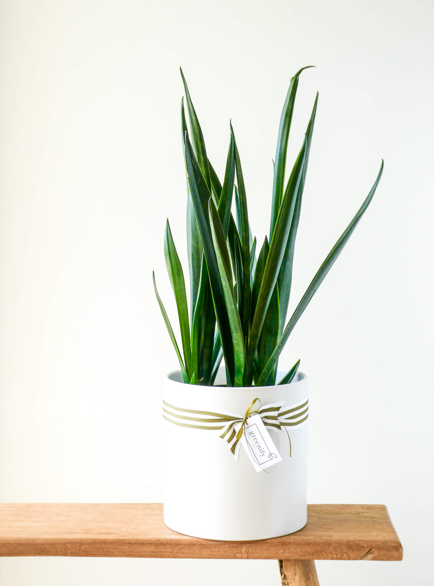 Black Sword Snake Plant