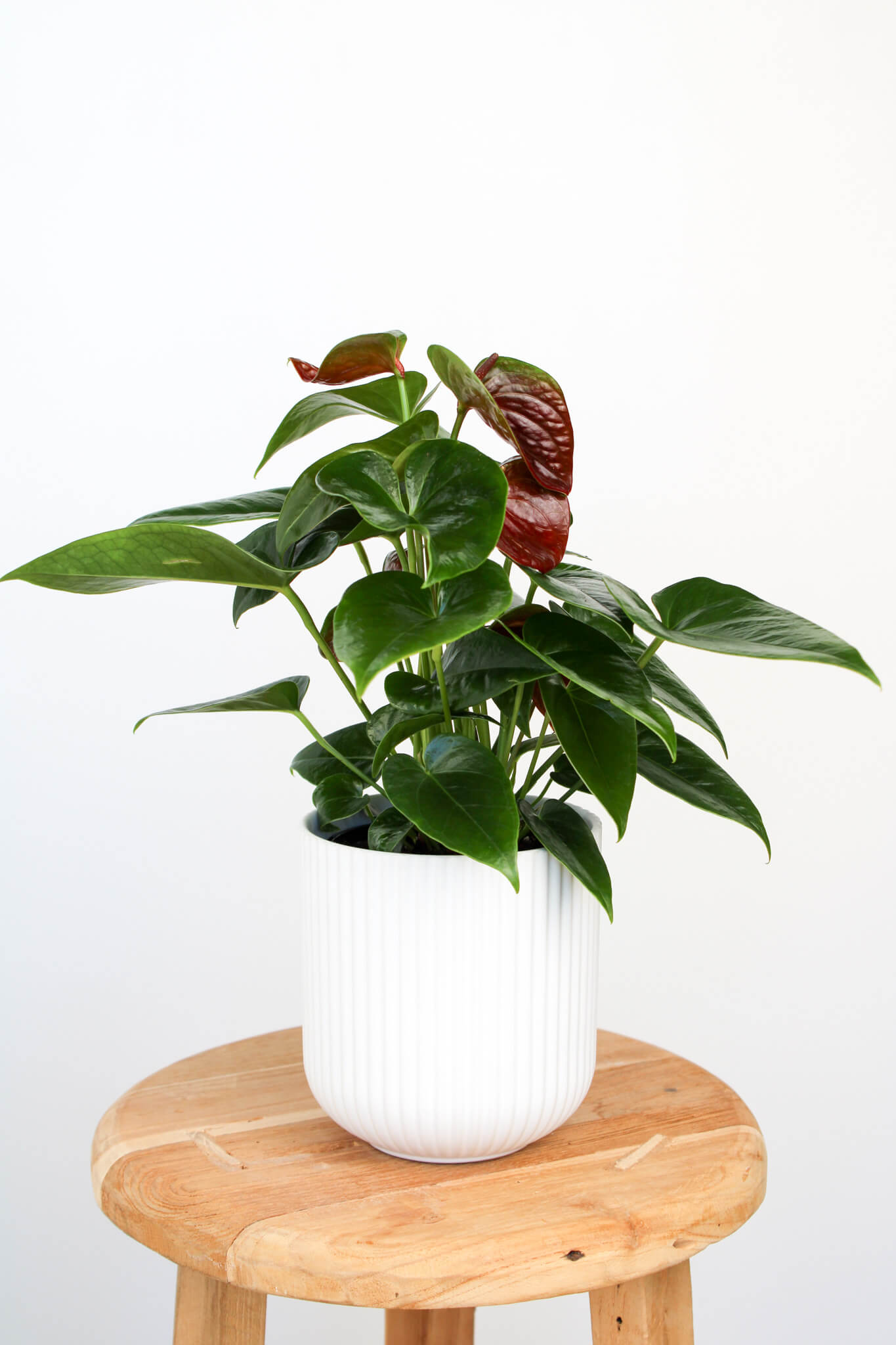 Anthurium