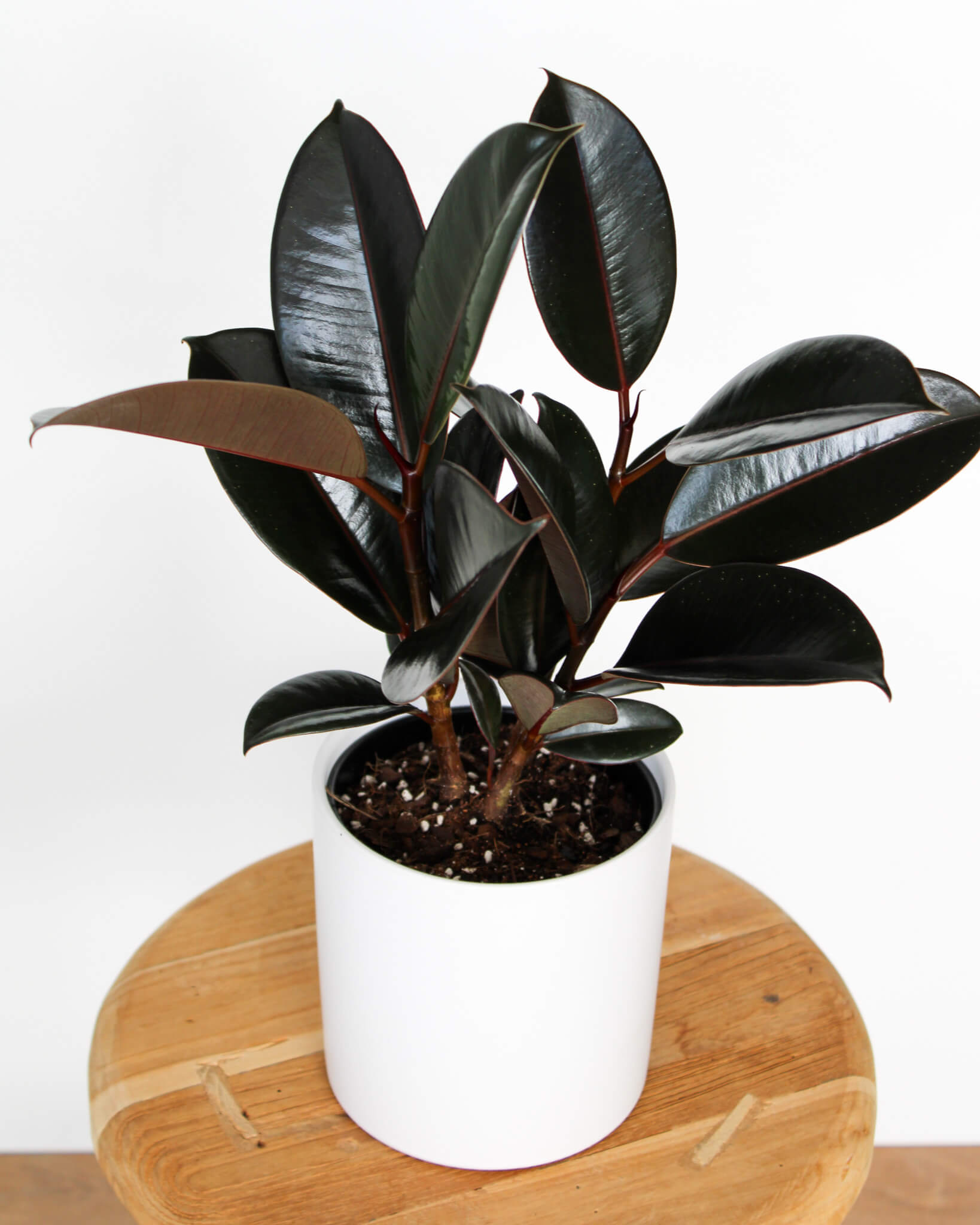 Rubber Plant