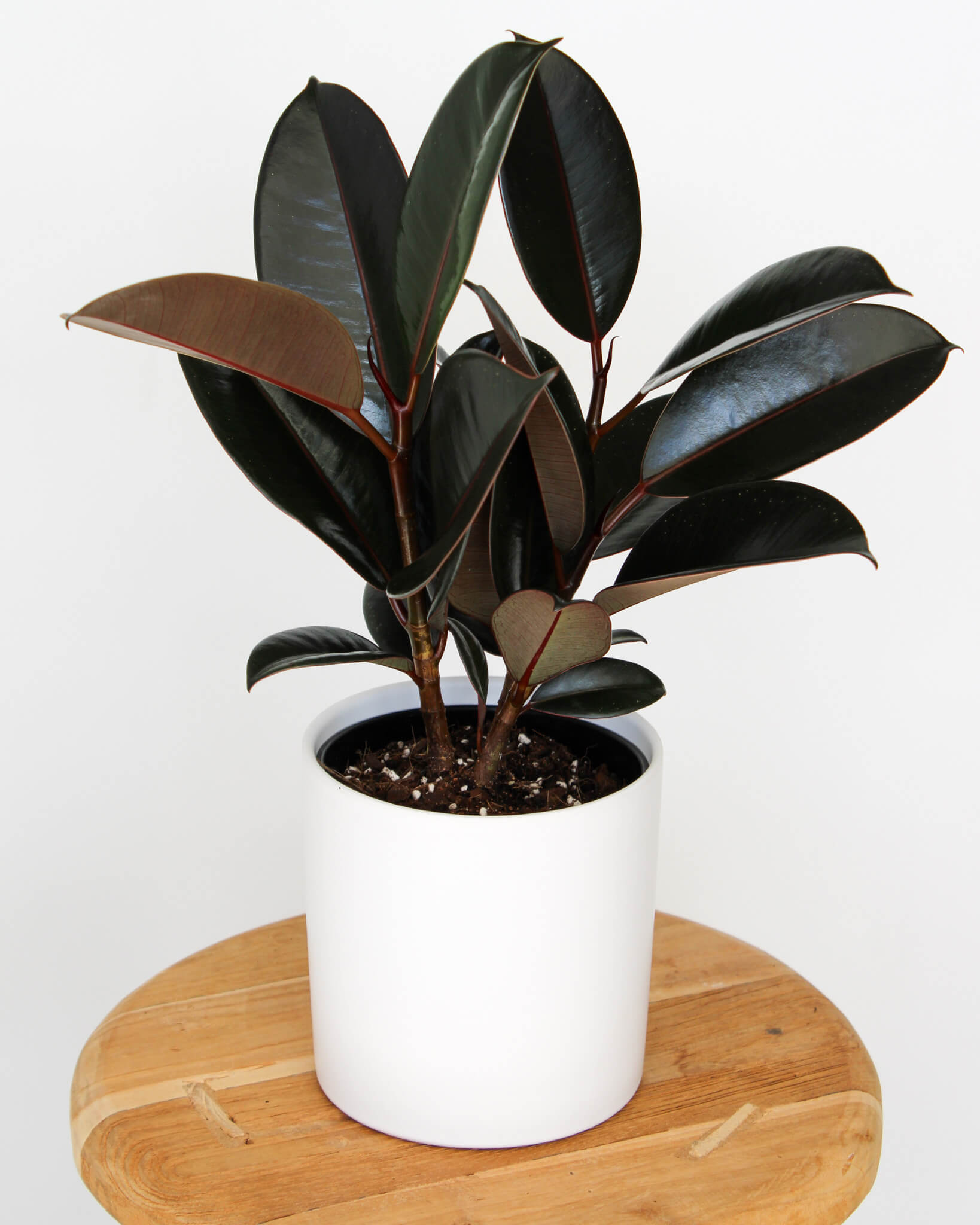 Rubber Plant