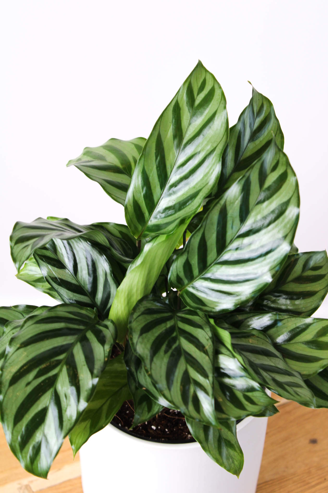 Calathea Freddie