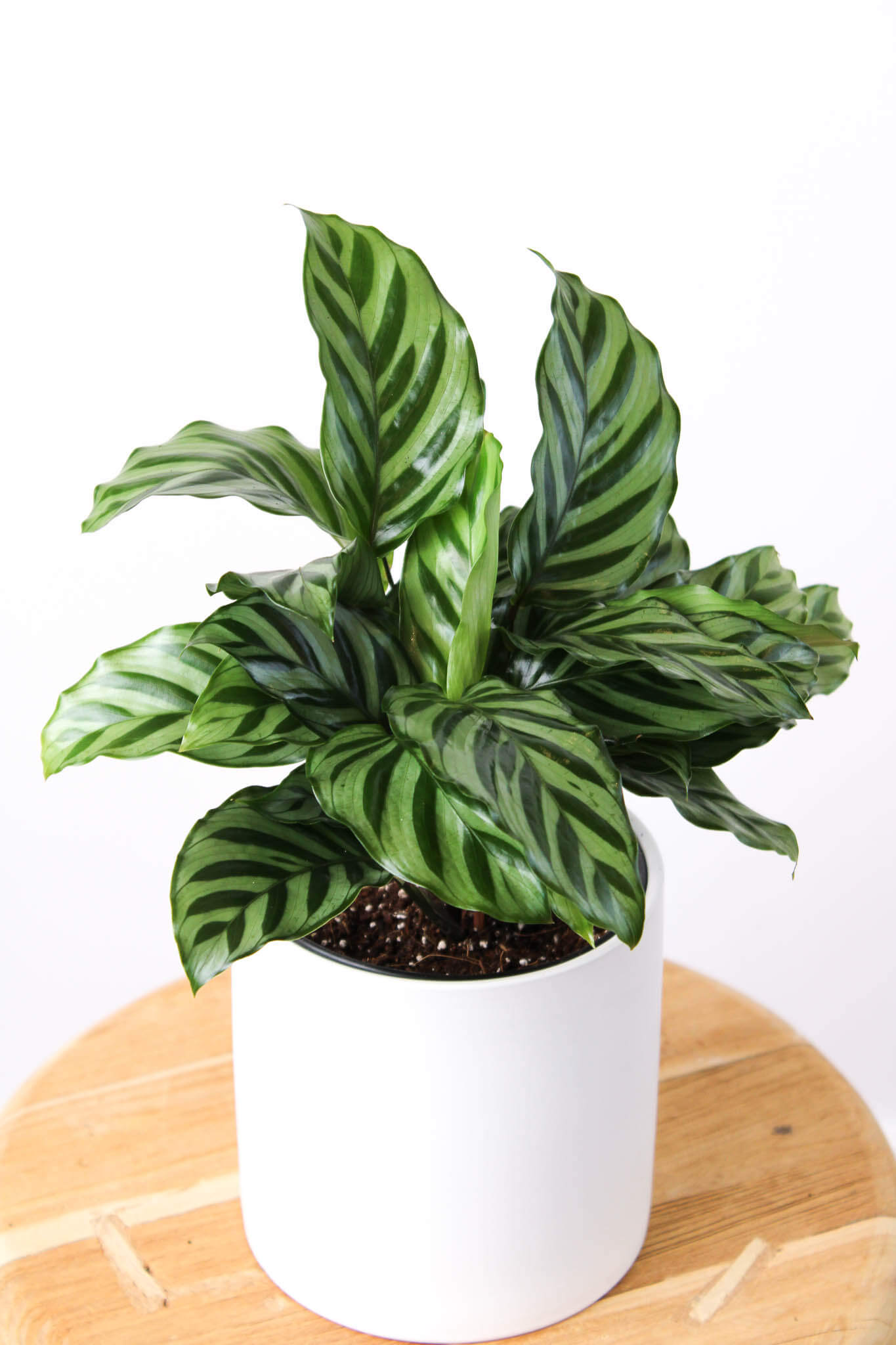 Calathea Freddie