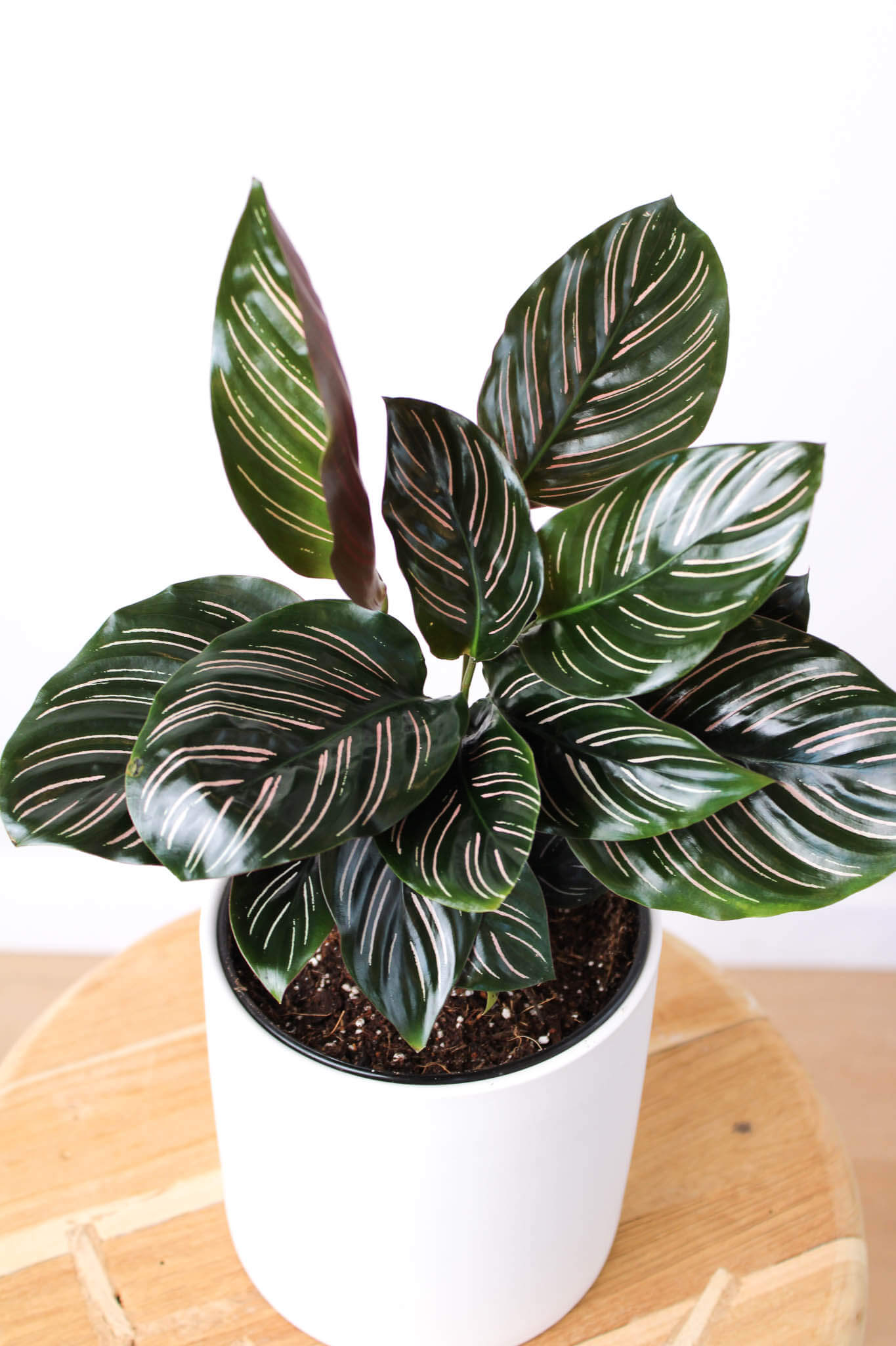 Pinstripe Calathea