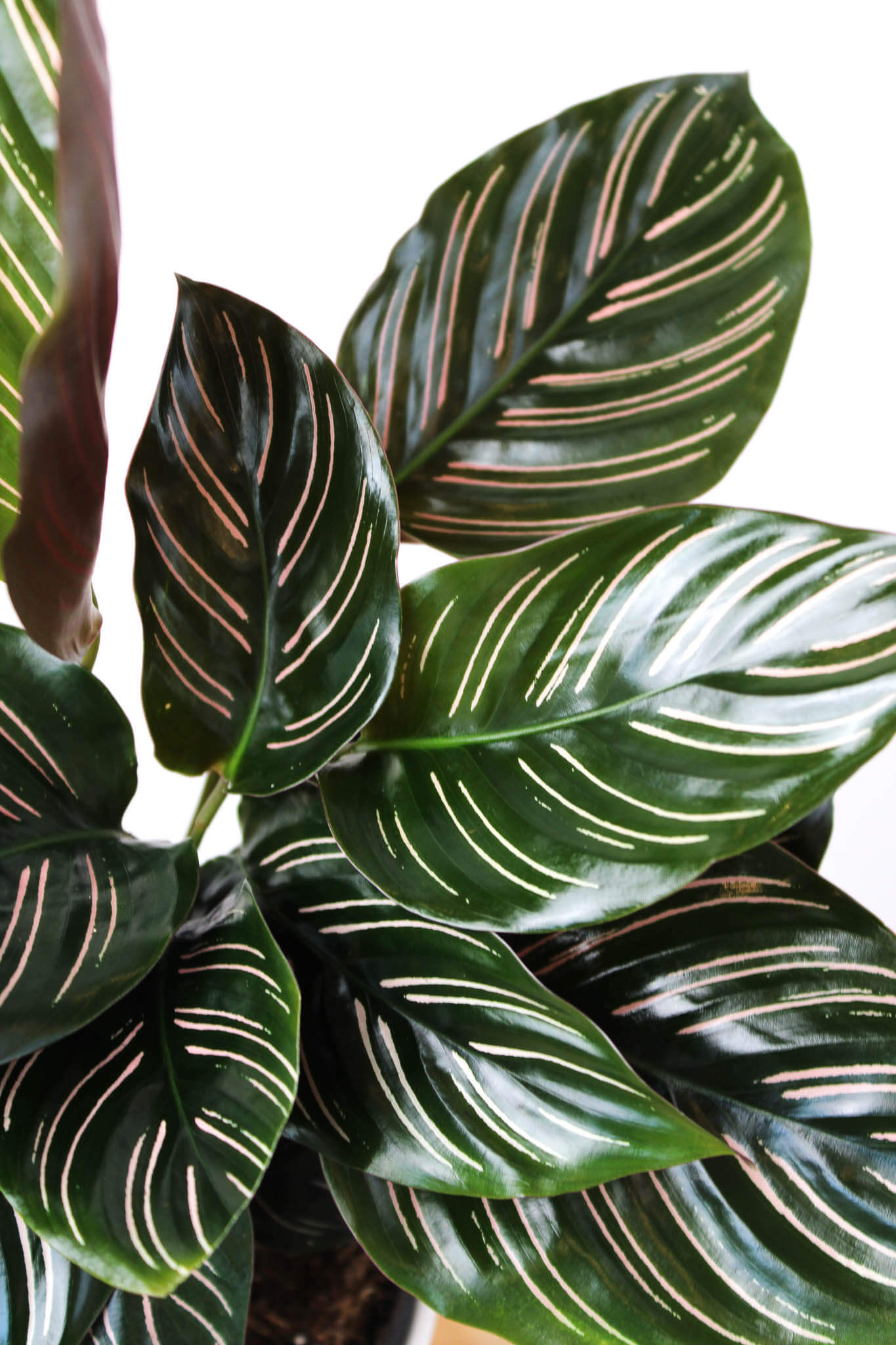 Pinstripe Calathea