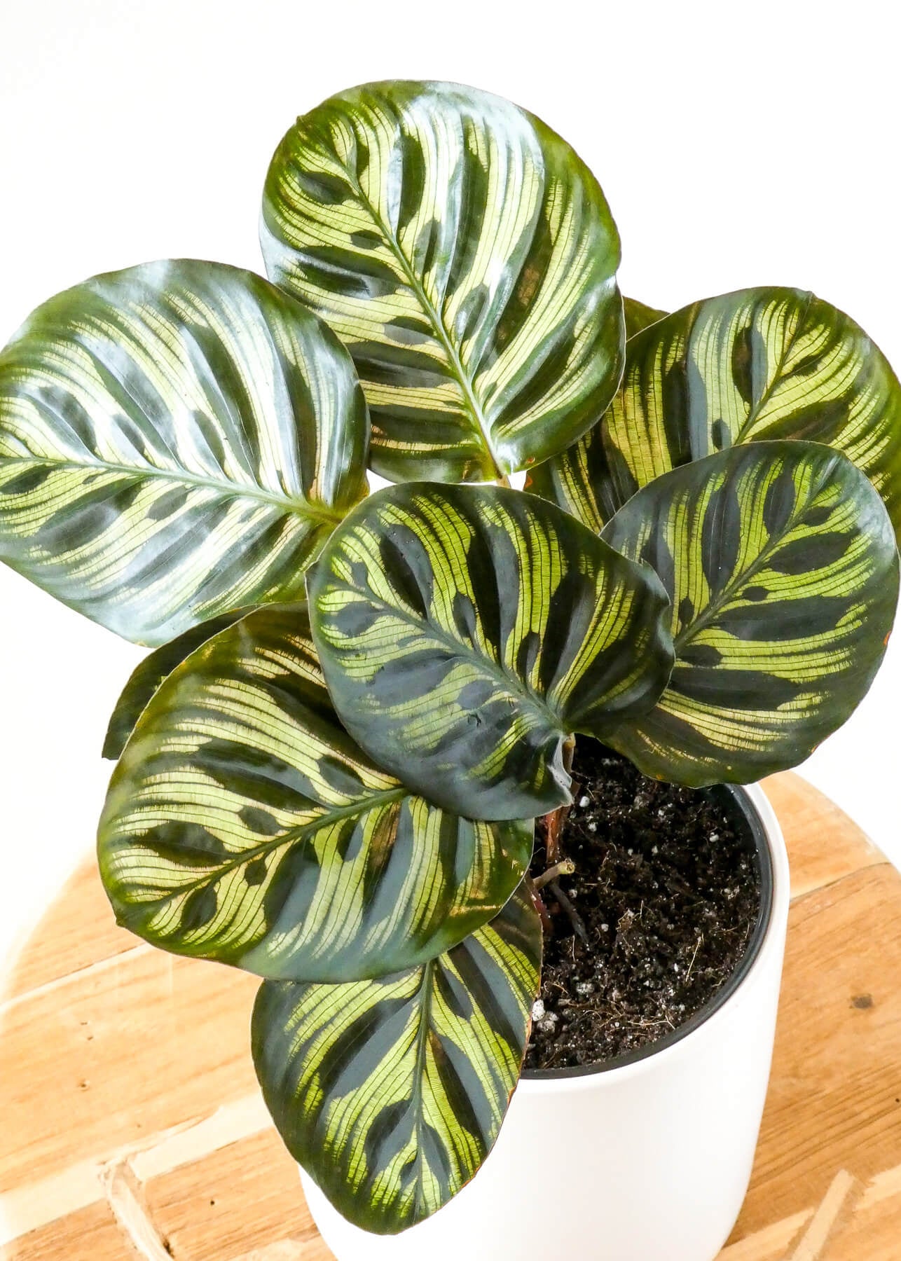 Calathea Makoyana Patterned Leaves Close Up