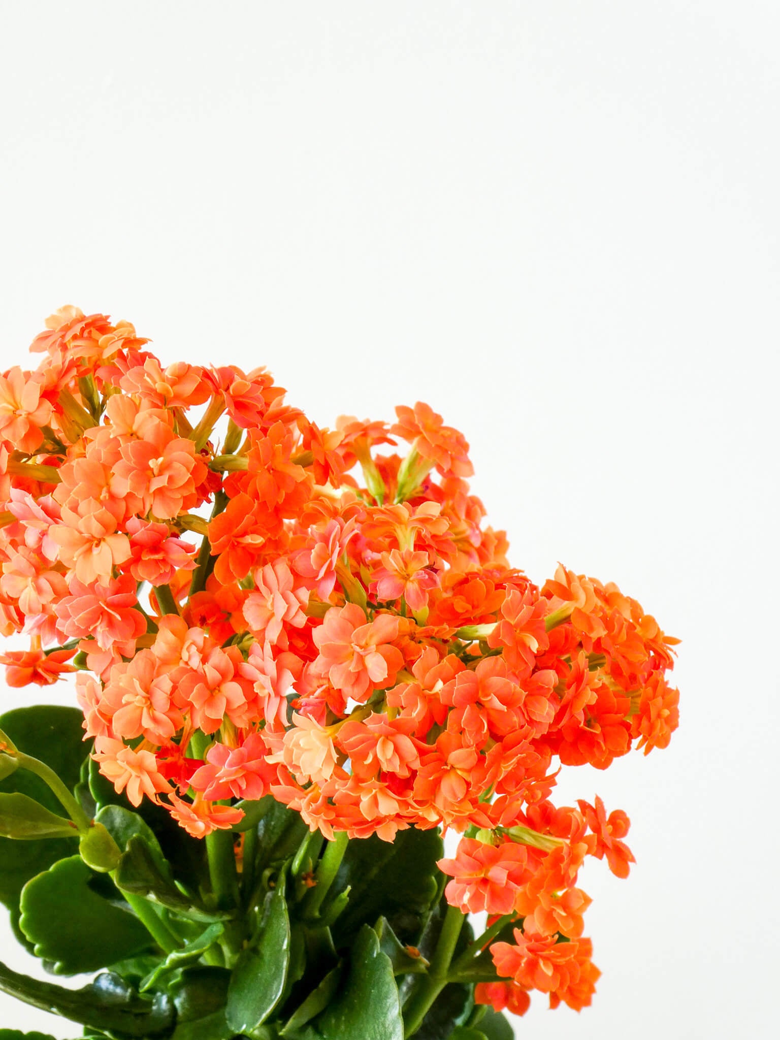 Kalanchoe