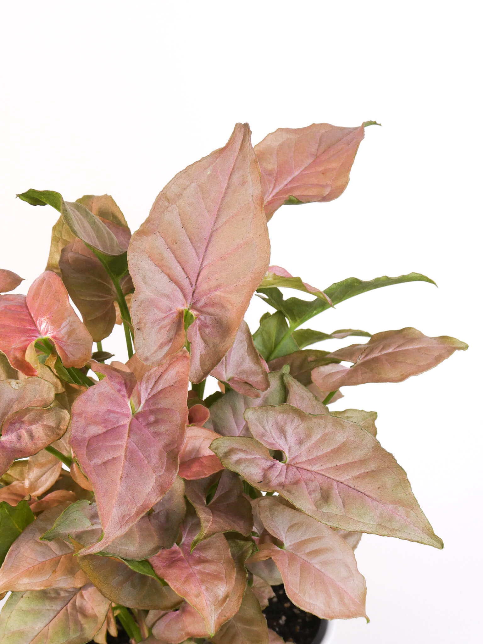 Close Up of Pink Leaves, Pink Syngonium, Greenify Co.