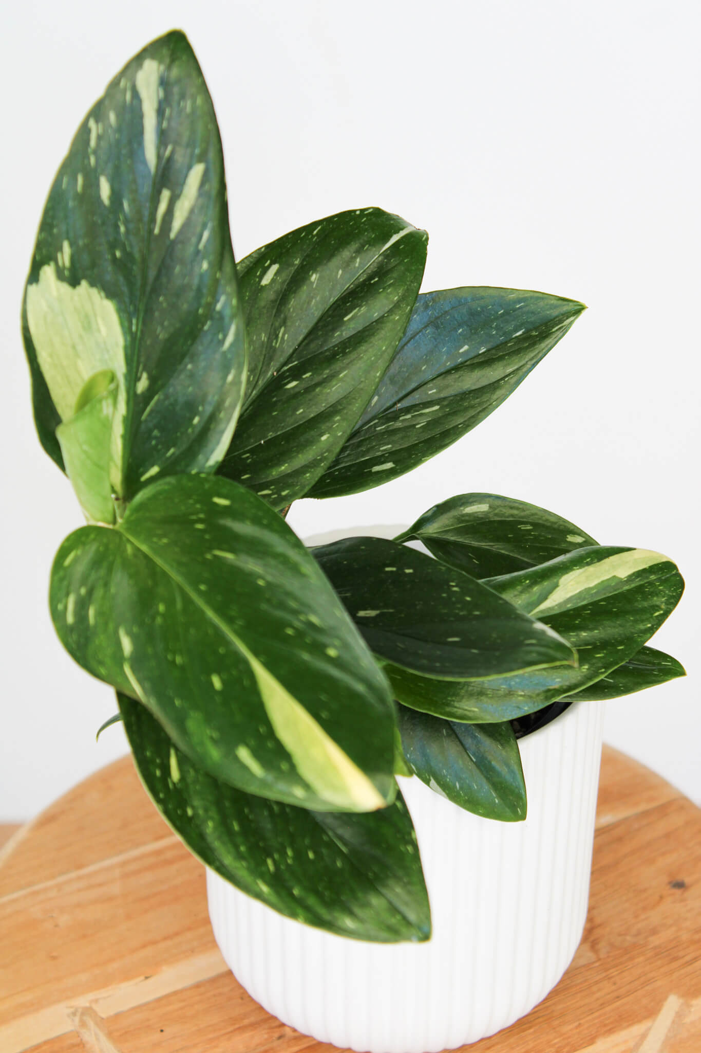 Variegated Monstera Standleyana