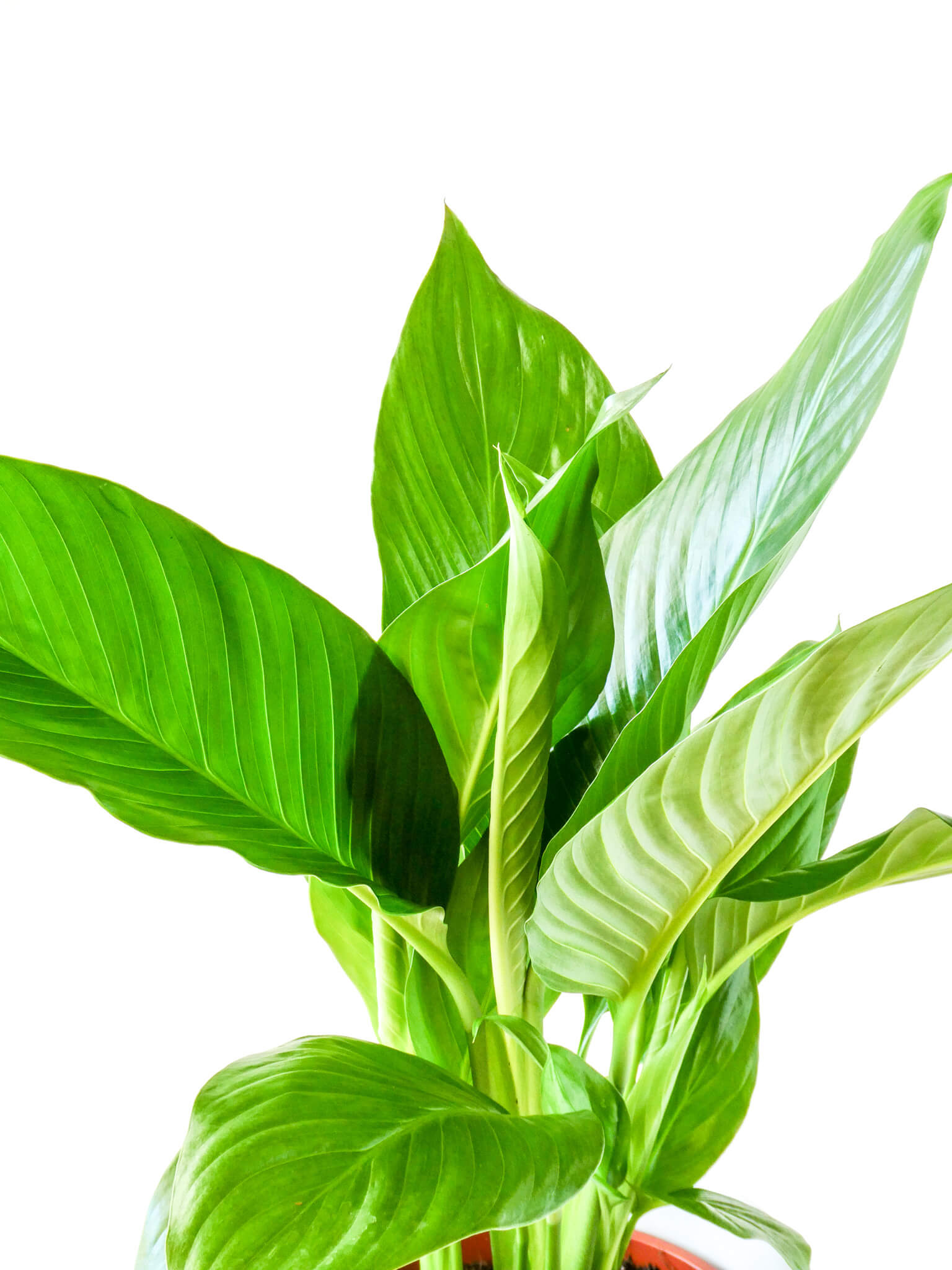 Peace Lily - Large