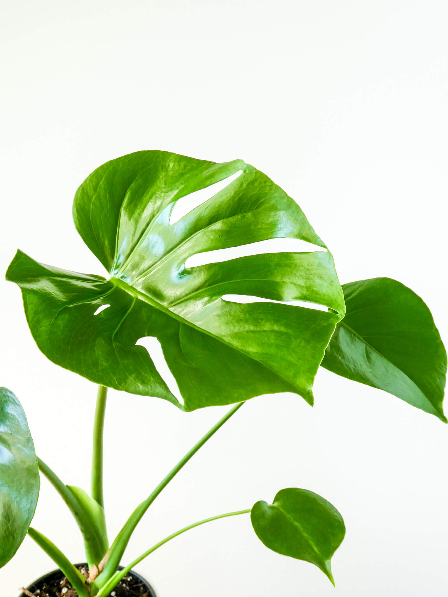 Close Up of Monstera Plant Leaves, Greenify Co.