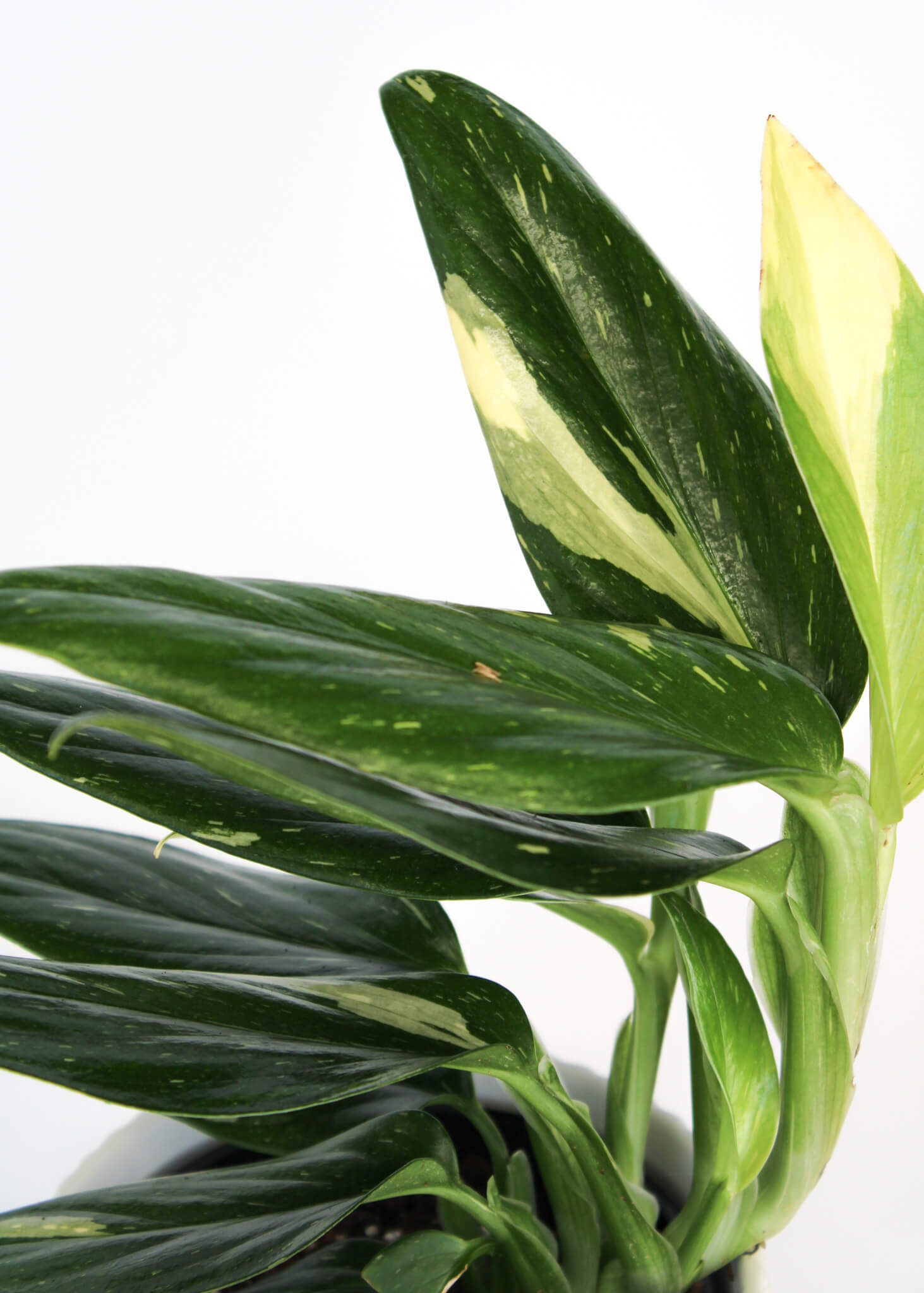 Variegated Monstera Standleyana