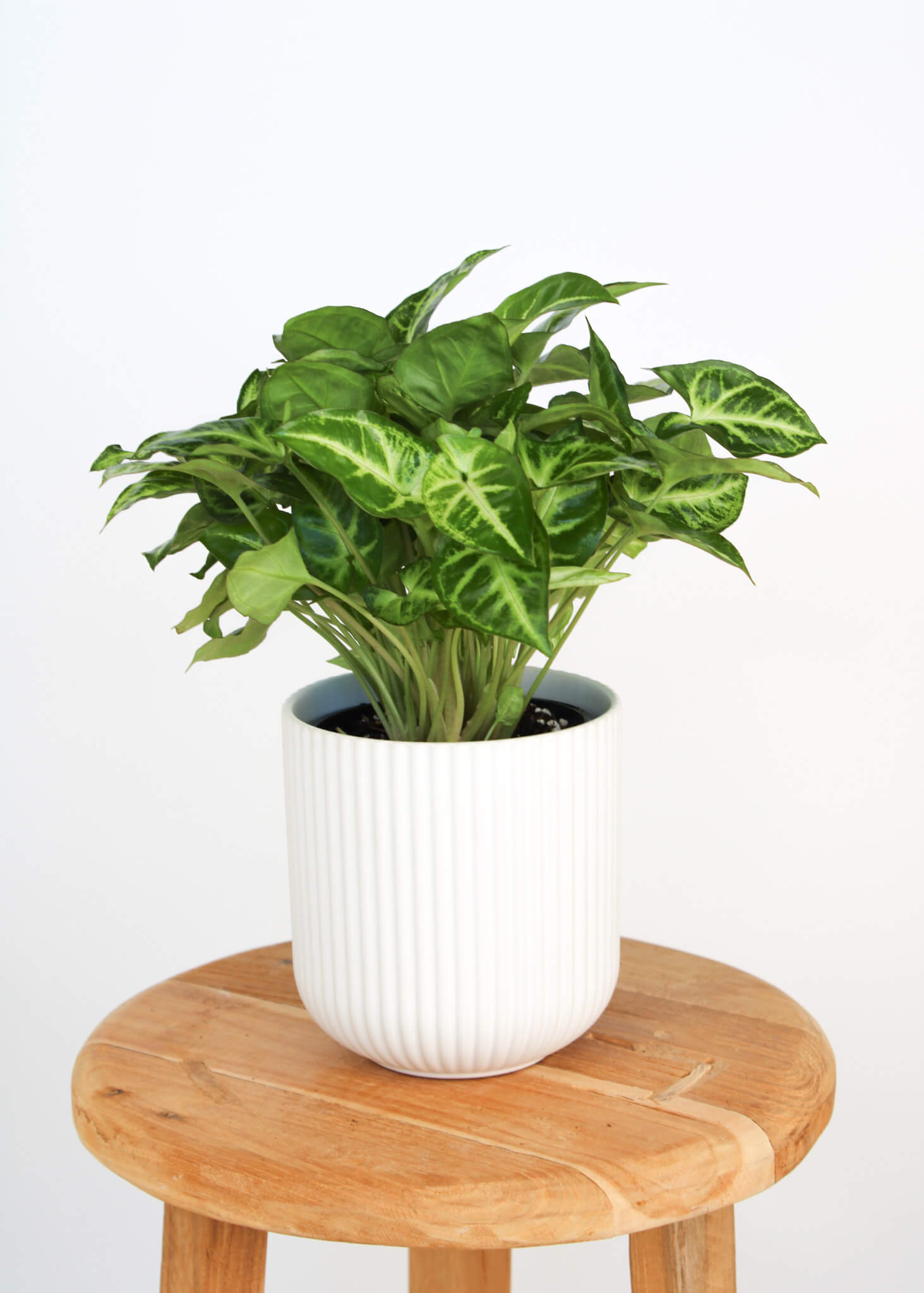 Syngonium