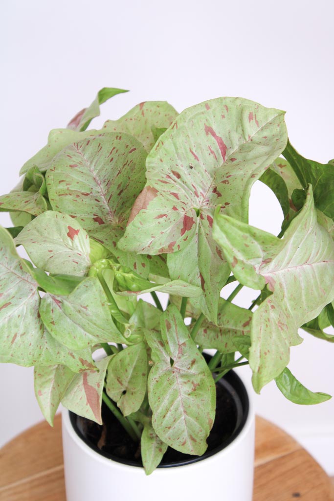 Confetti Syngonium Foliage Close Up, Greenify Co.