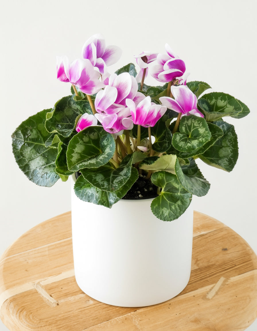 Potted cyclamen plant with pink and white flowers on a wooden stool.