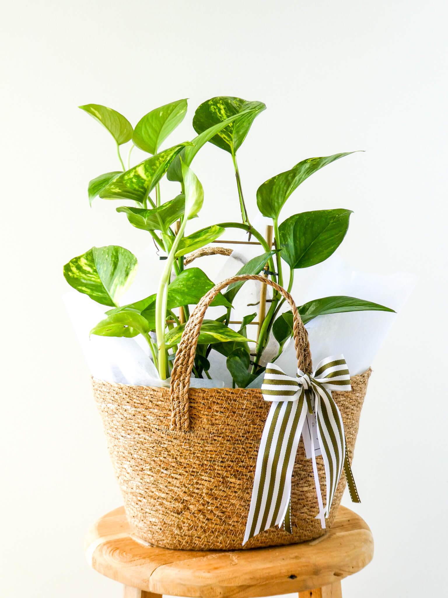 Devils Ivy Plant in Piccolo Basket, Greenify Co