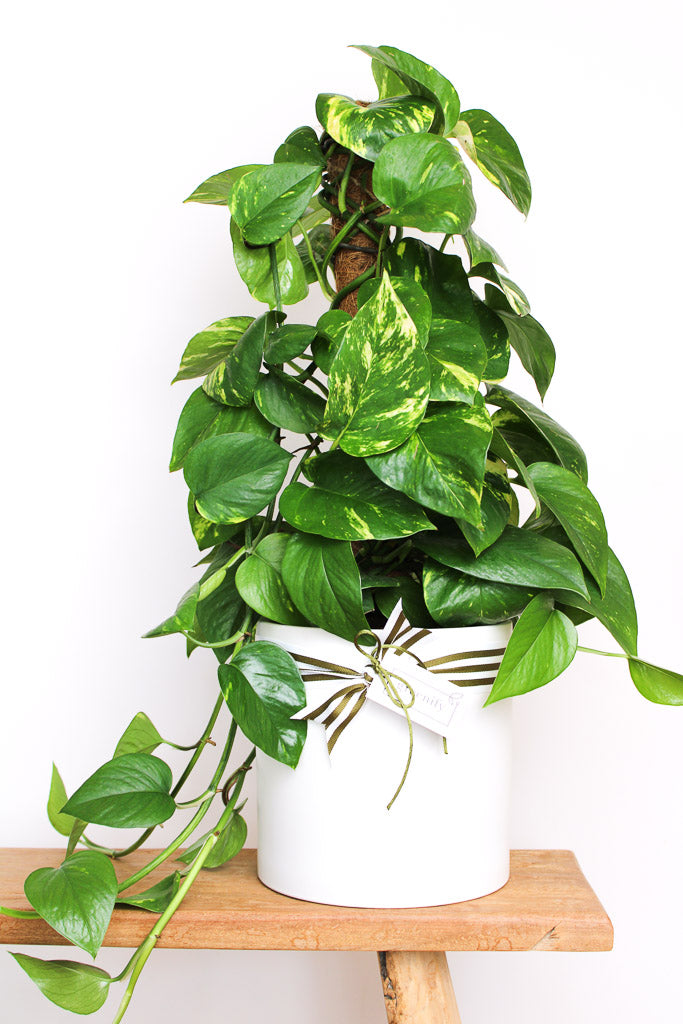 Devils Ivy PLant on Totem in White Pot, Greenify Co Plant Delivery Perth