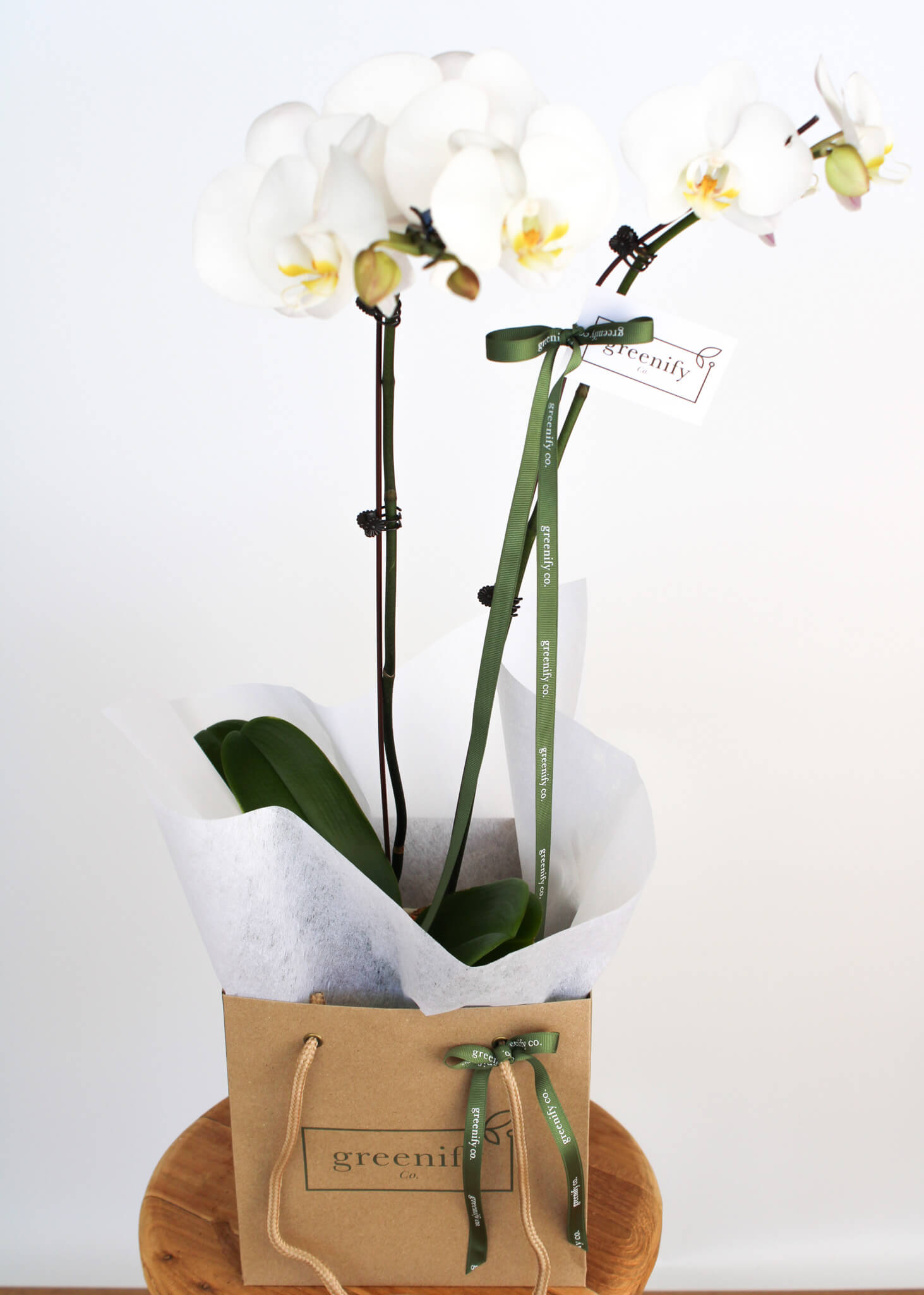 Orchid - Double