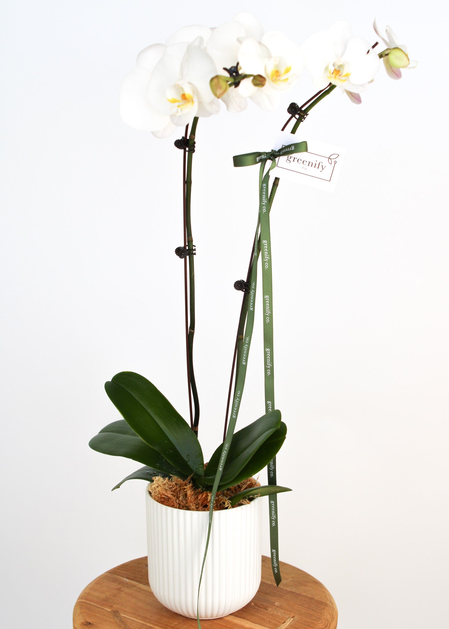 Orchid - Double
