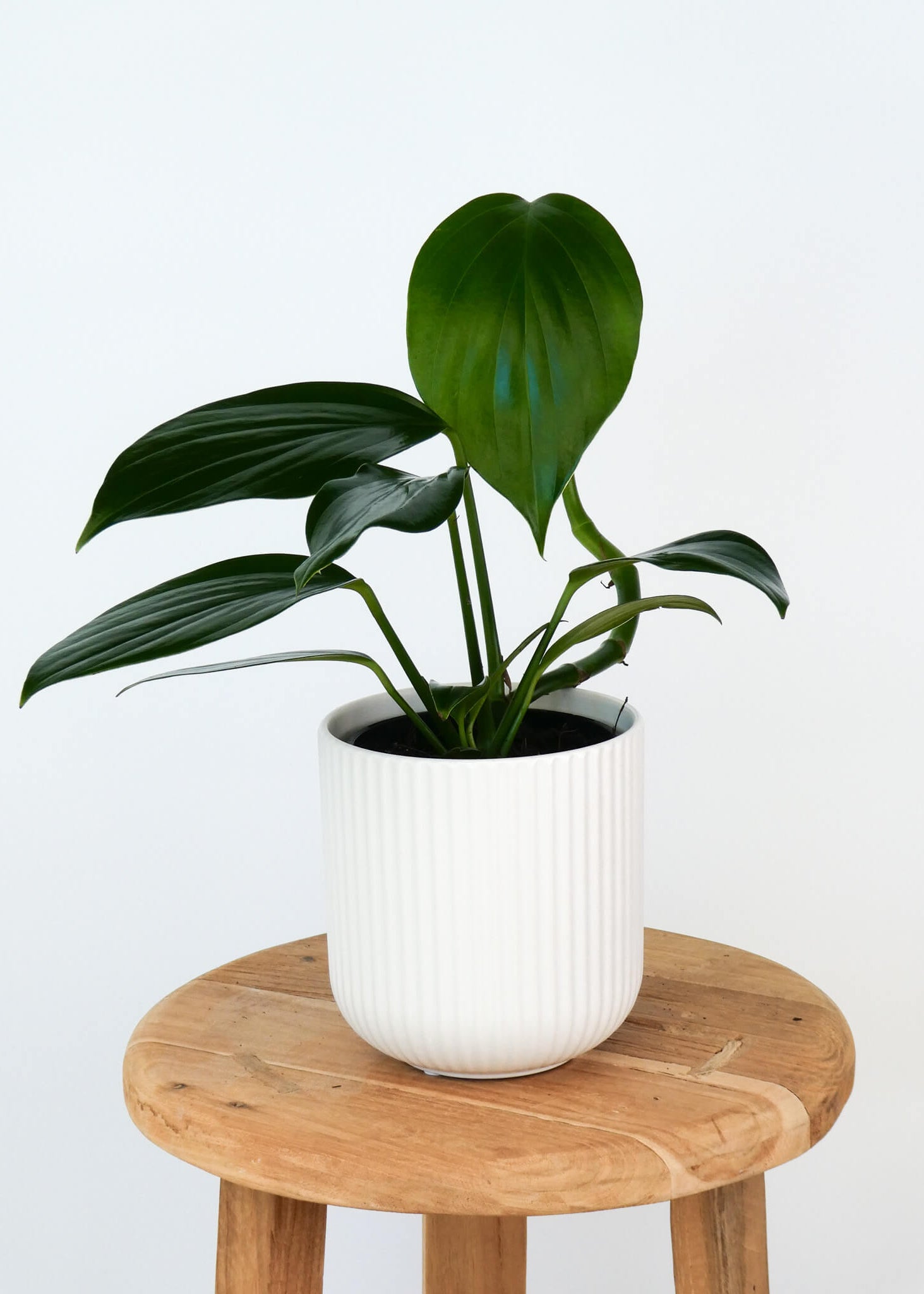 A dragons tail houseplant in a white ribbed ceramic pot, displayed on a round wooden stool against a plain white background.