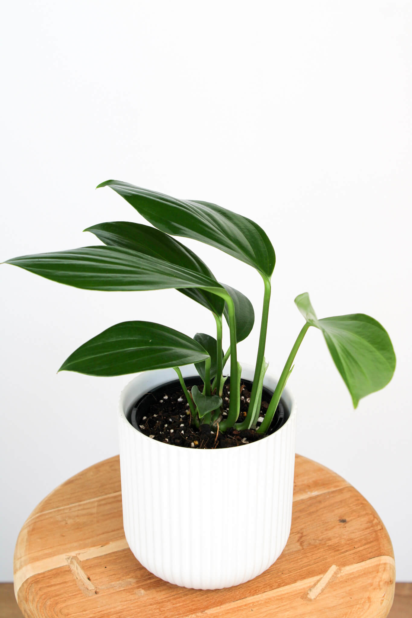 dragon's tail succulent Dragon's Tail Indoor Plant | Same Day Delivery in Perth