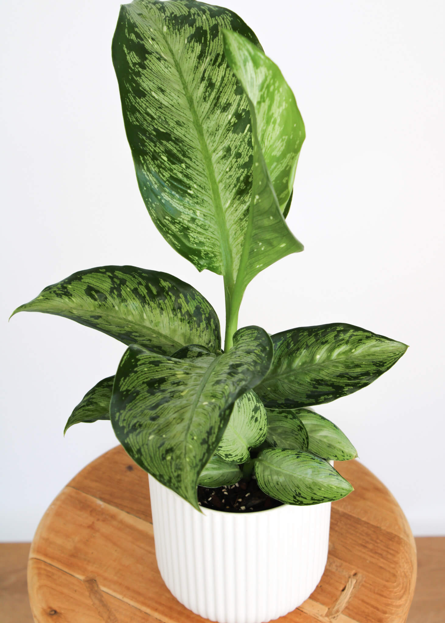 Dieffenbachia