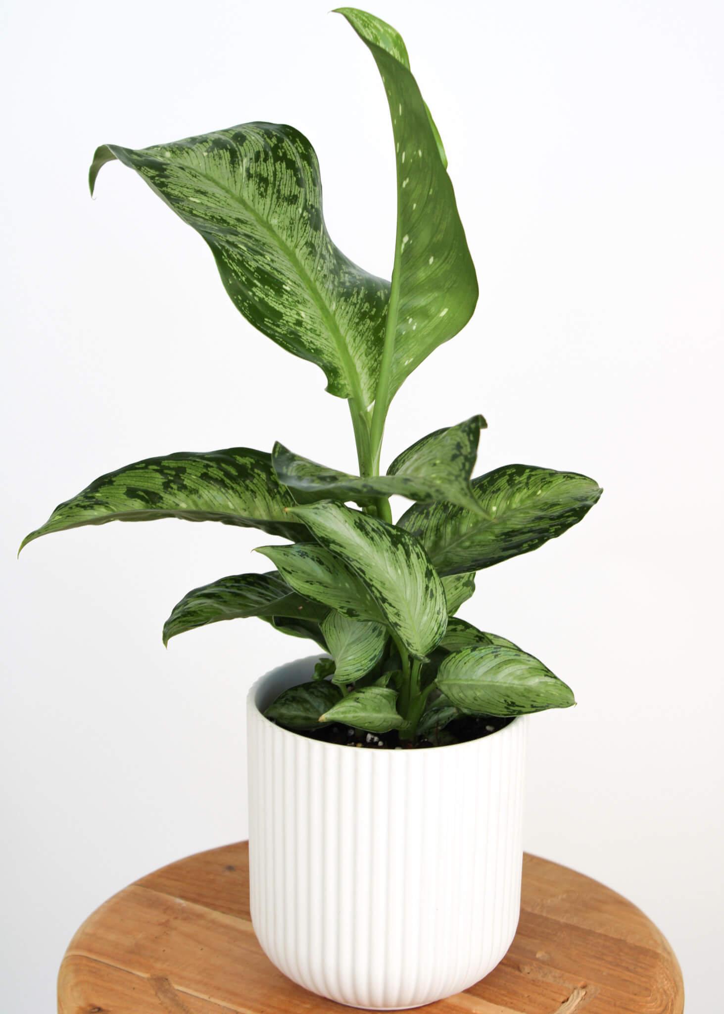 dieffenbachia white blizzard Dieffenbachia White Blizzard| Perth Plant Gift Delivery