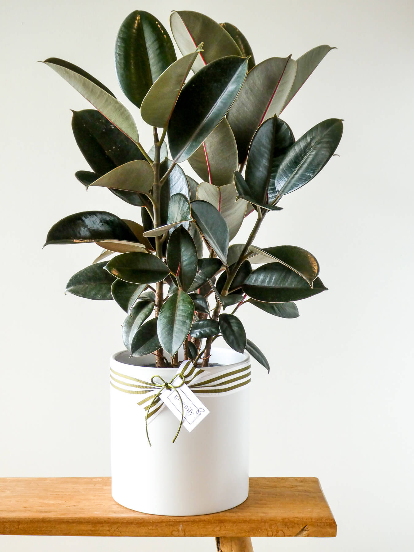 Ficus Burgundy Rubber Plant in White Pot, Greenify Co.