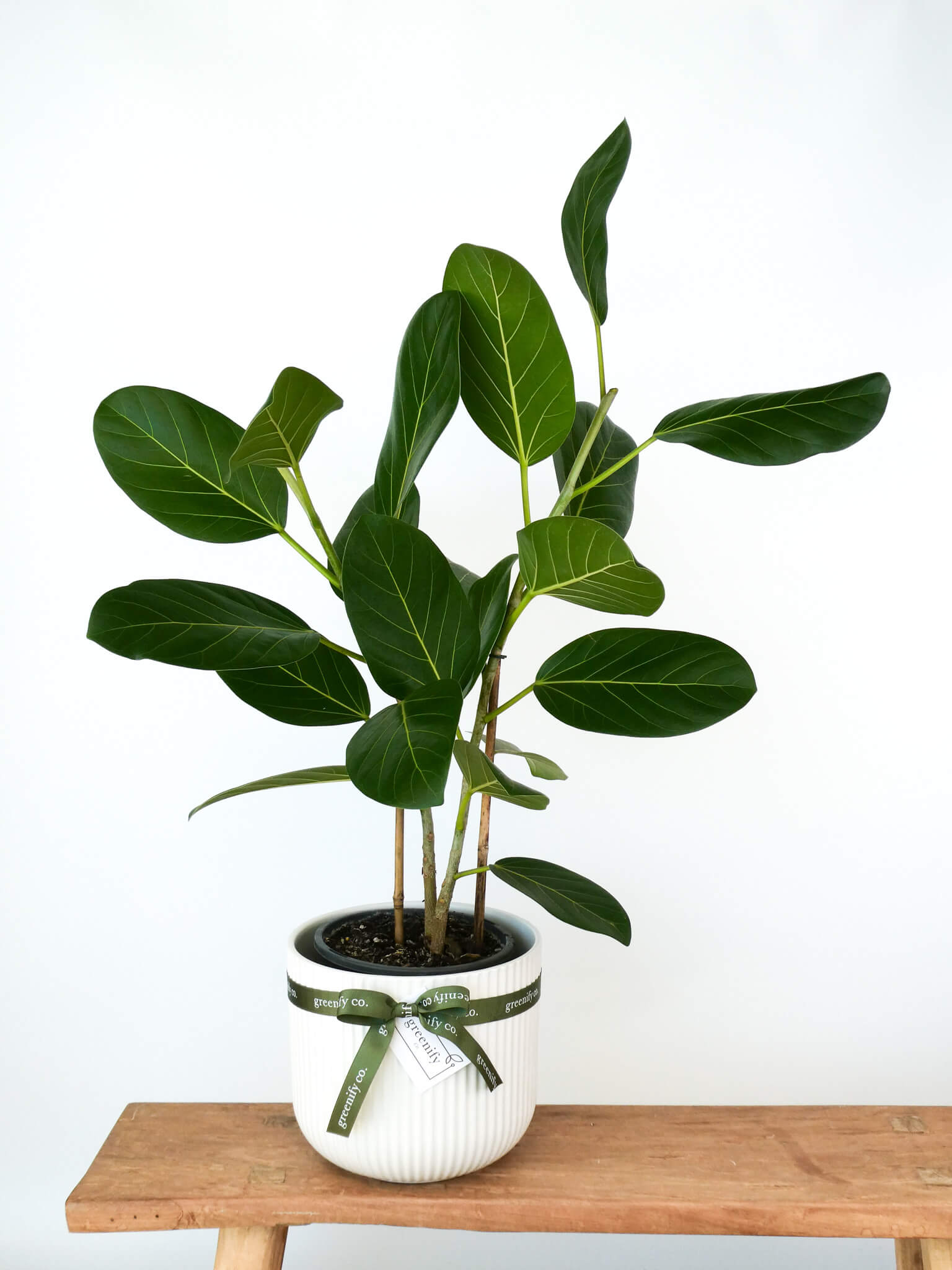 A potted ficus audrey plant with large glossy green leaves, shown in a white ribbed pot tied with a green ribbon, placed on a wooden bench against a white wall.