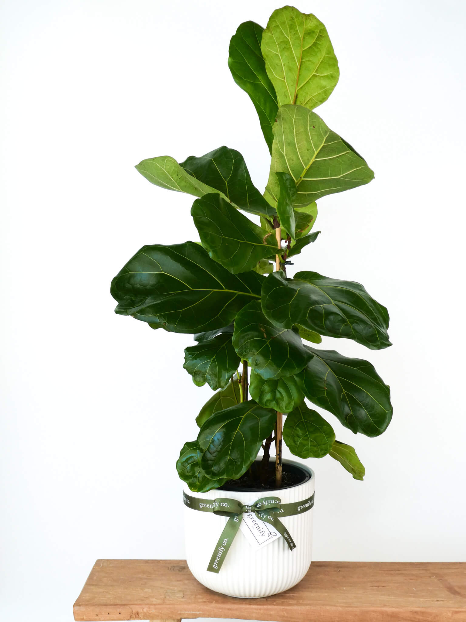 A fiddle-leaf fig plant with large green leaves in a white ribbed pot tied with a green ribbon, displayed on a wooden surface against a white background.