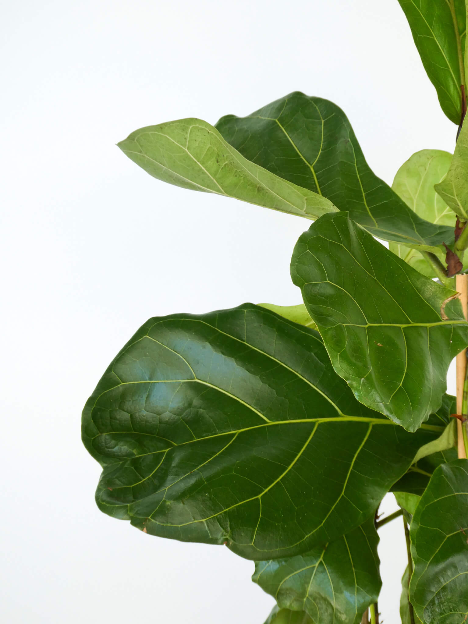 Close-up of a fiddle-leaf fig plant with large glossy green leaves against a plain white background.