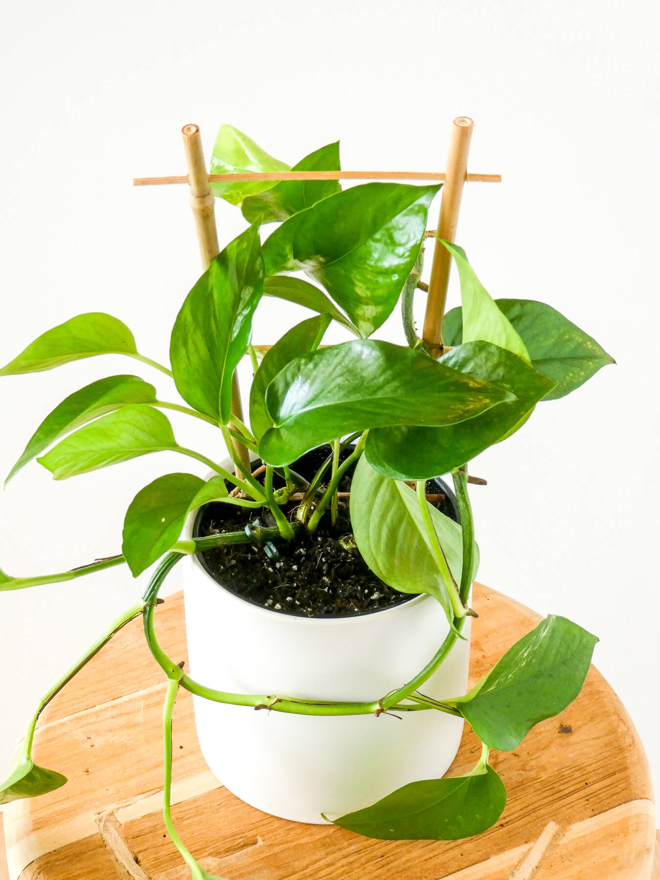 Green Dragon Plant Close Up of Leaves