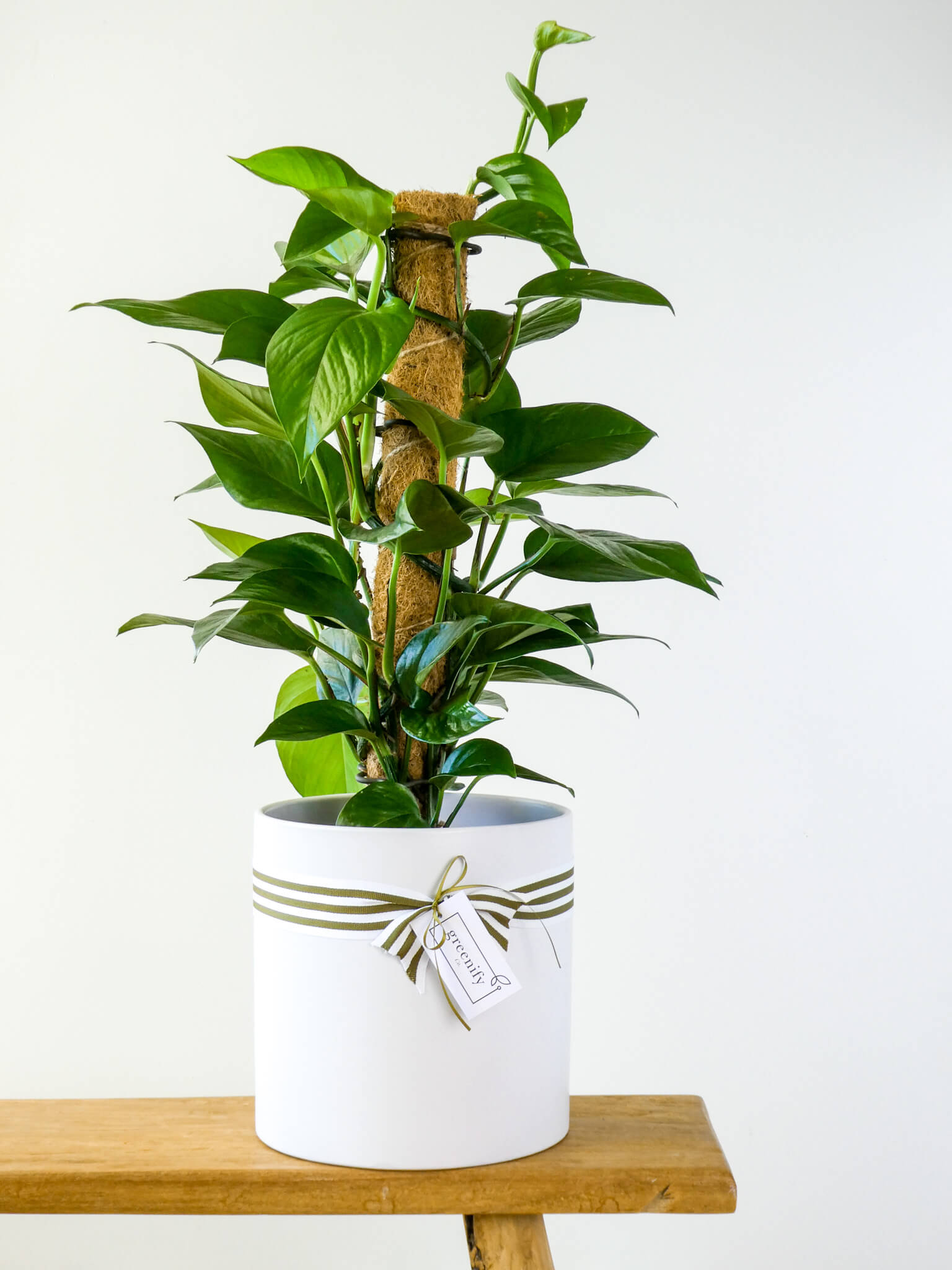 Large Green Dragon Plant on Totem