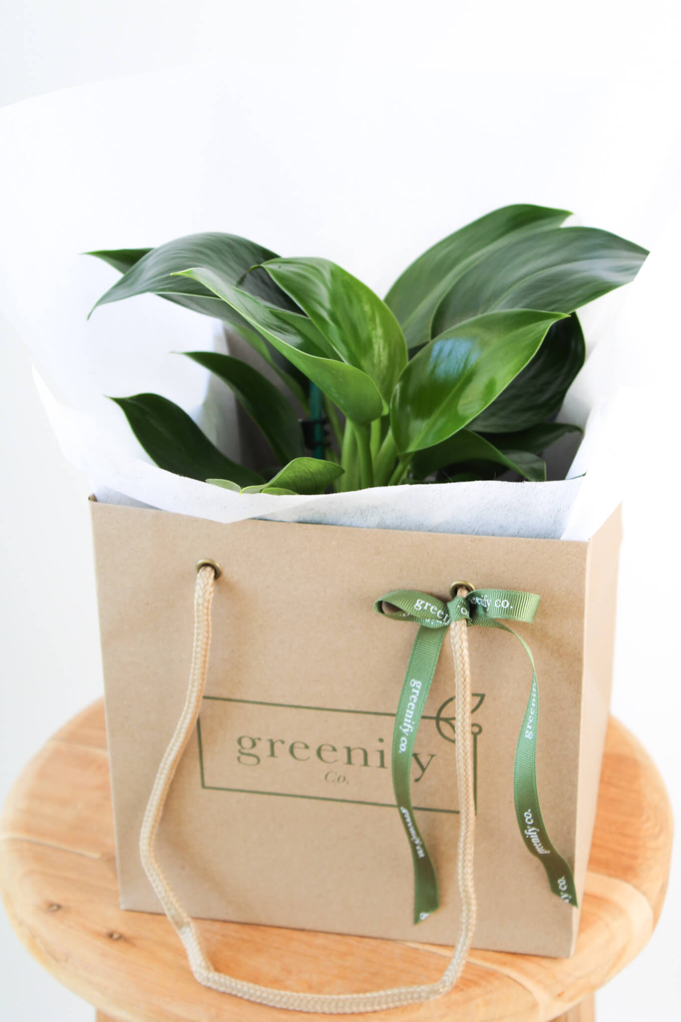 Philodendron Green Princess