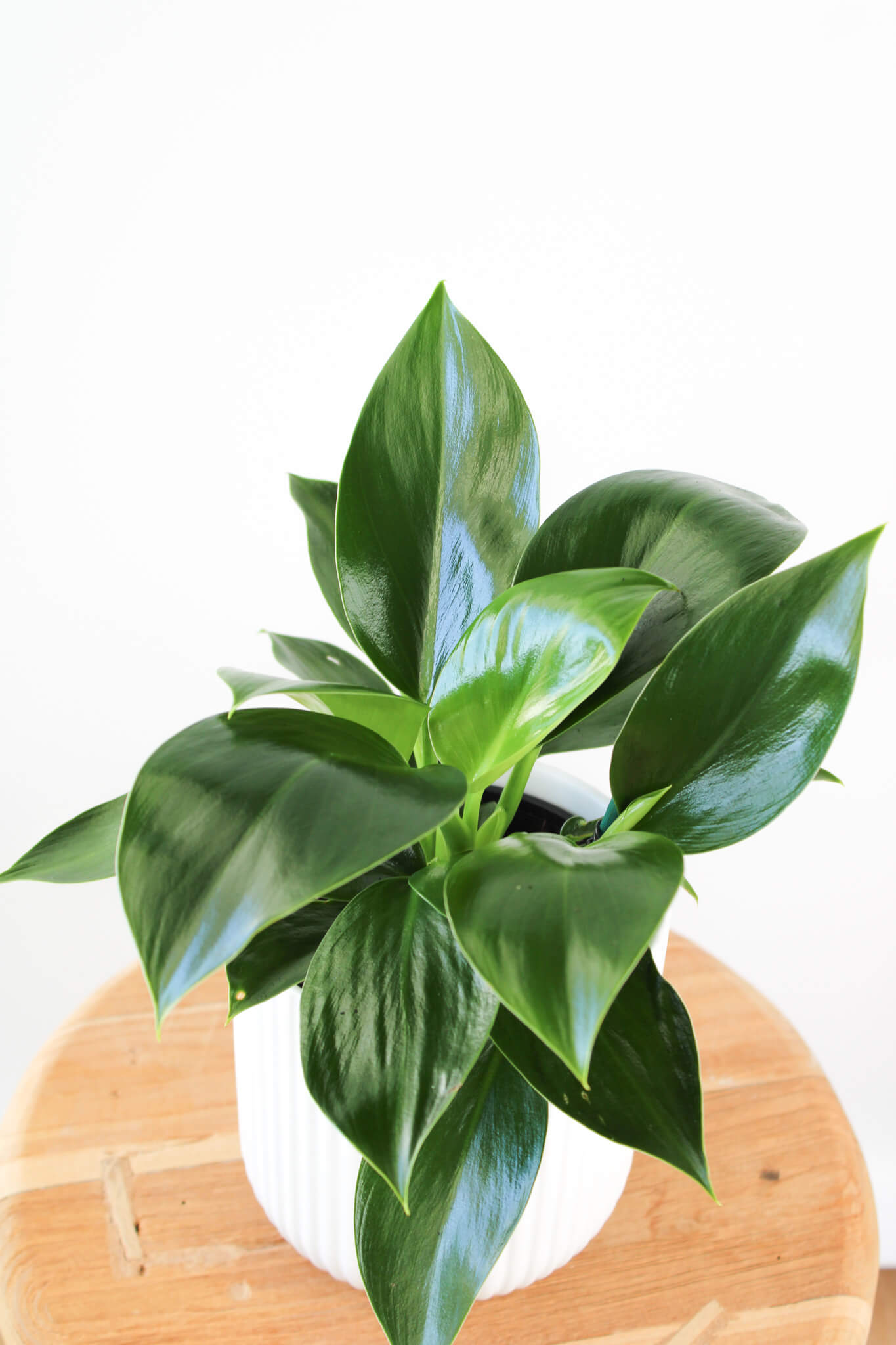 Philodendron Green Princess