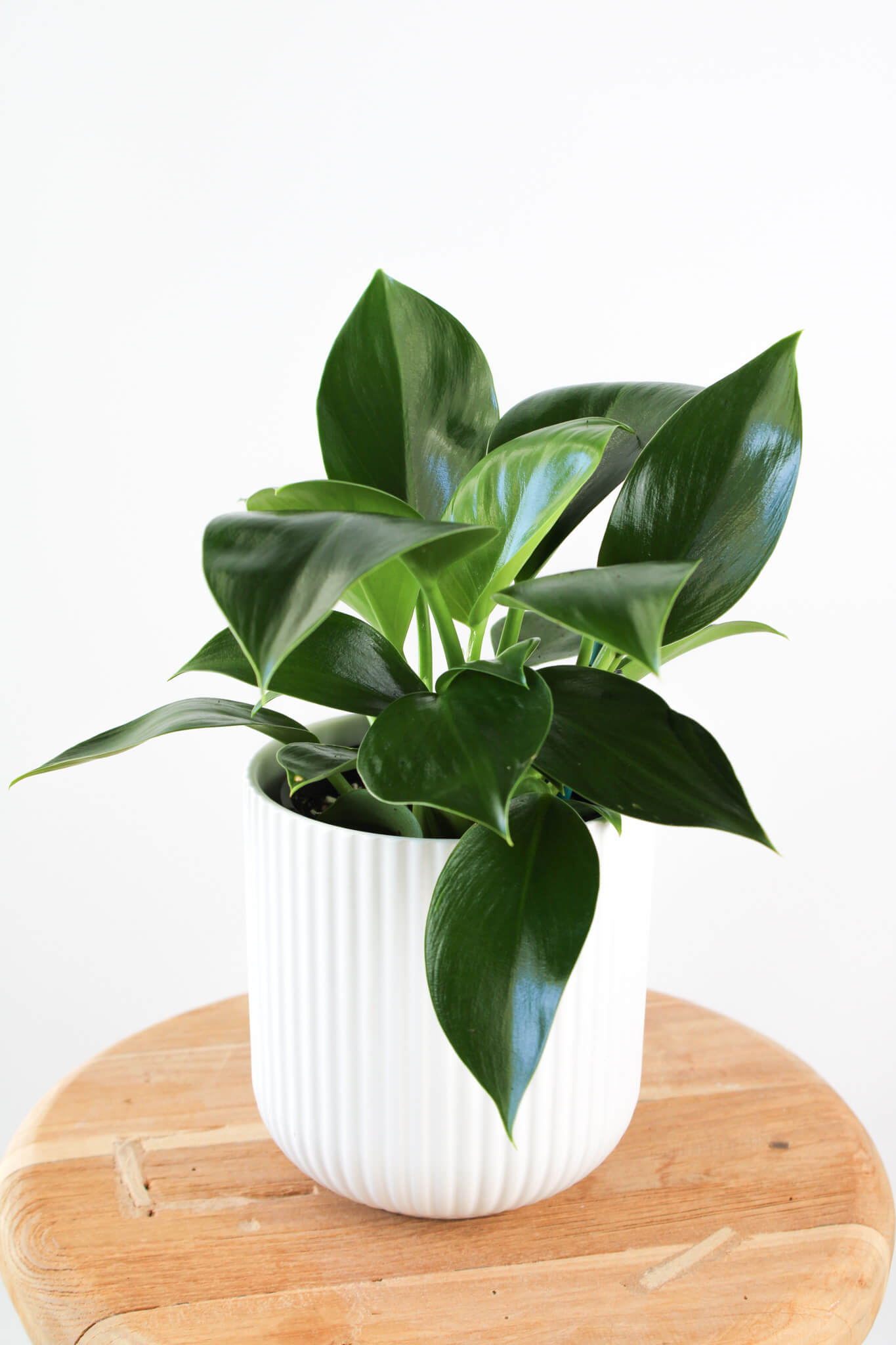 Philodendron Green Princess