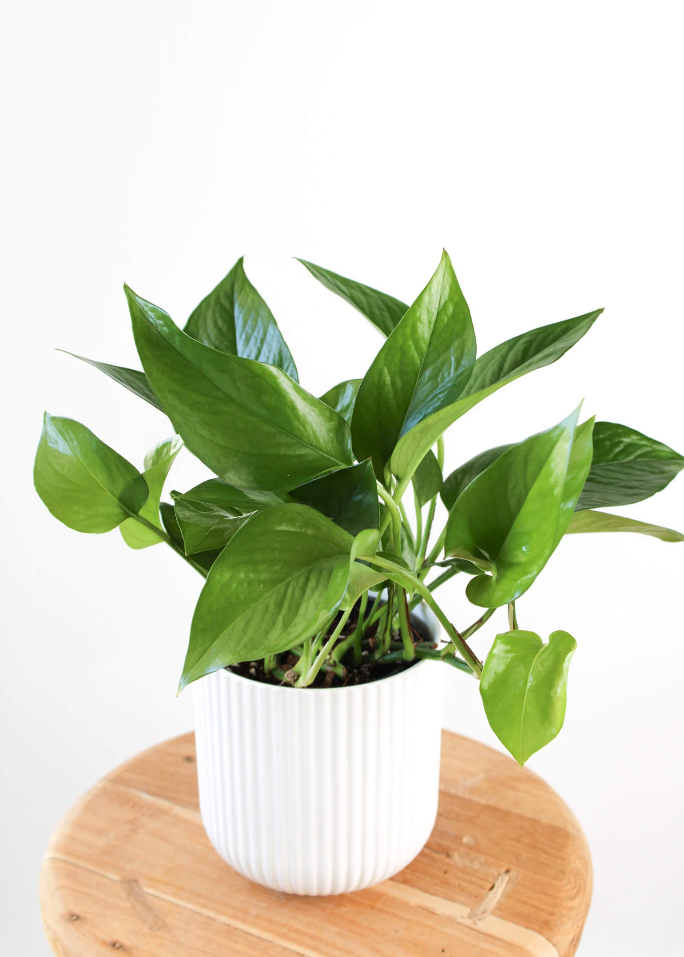 Potted green plant on a wooden surface with a white background