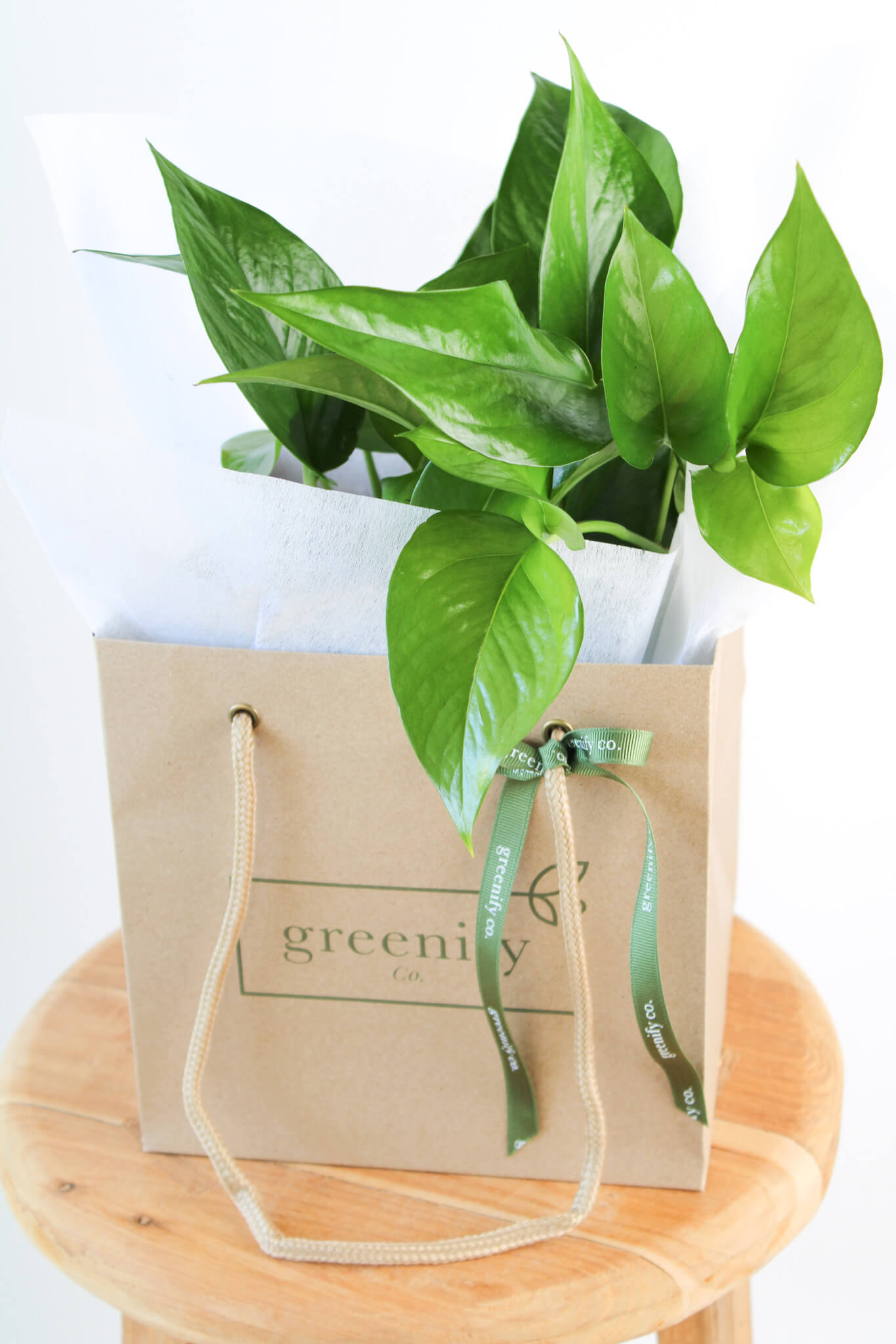 Green Dragon Pothos