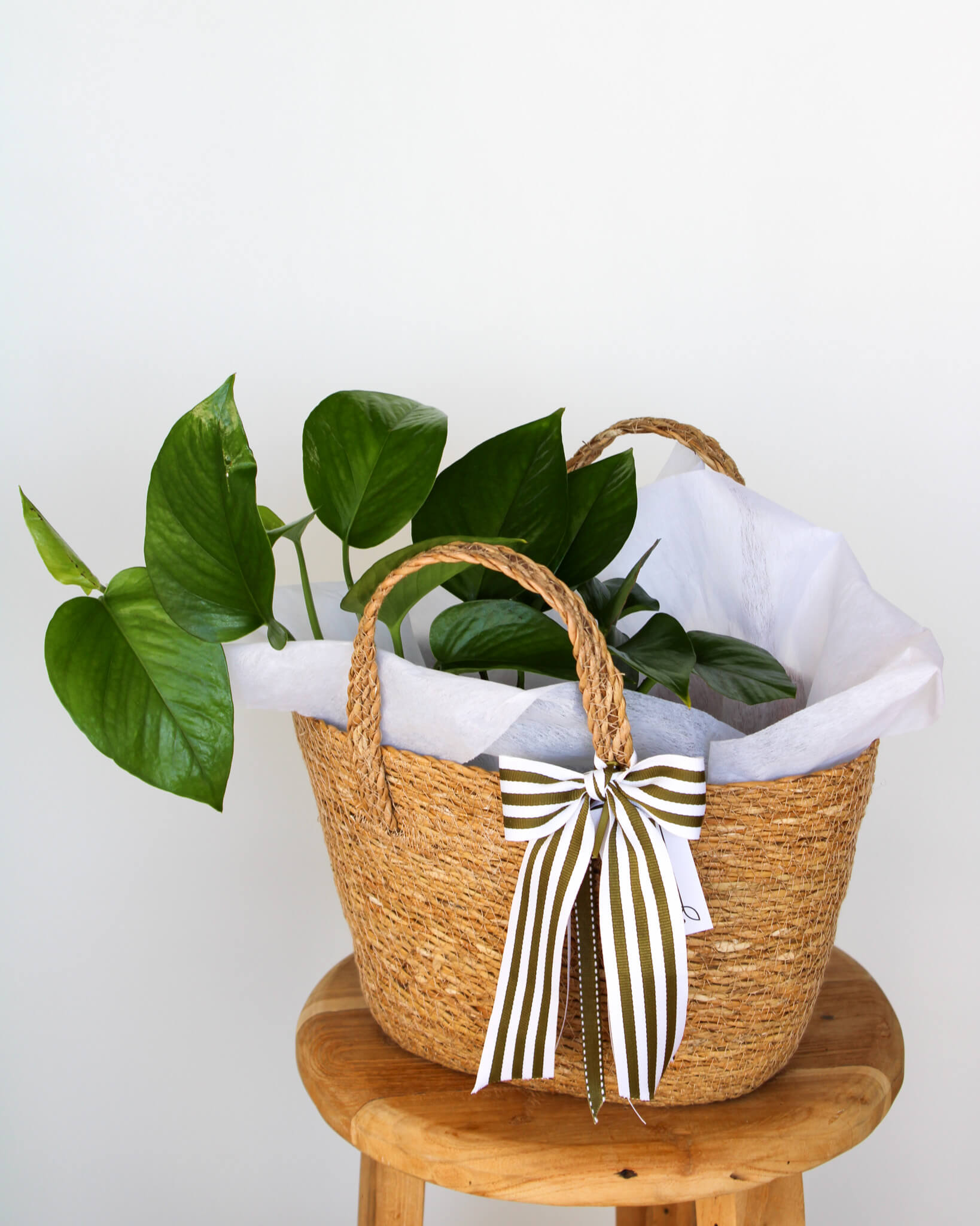 Green Dragon Pothos