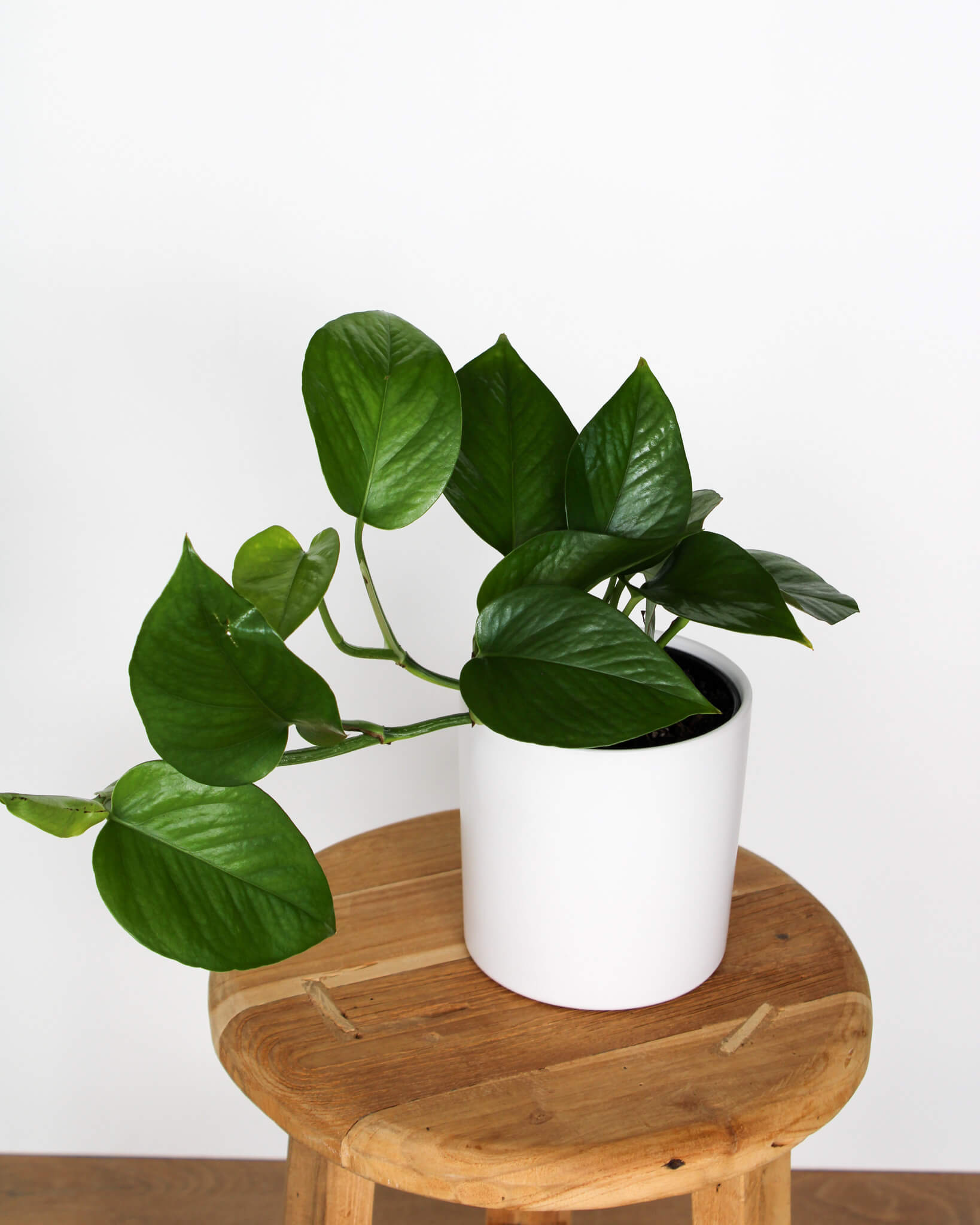 Green Dragon Pothos
