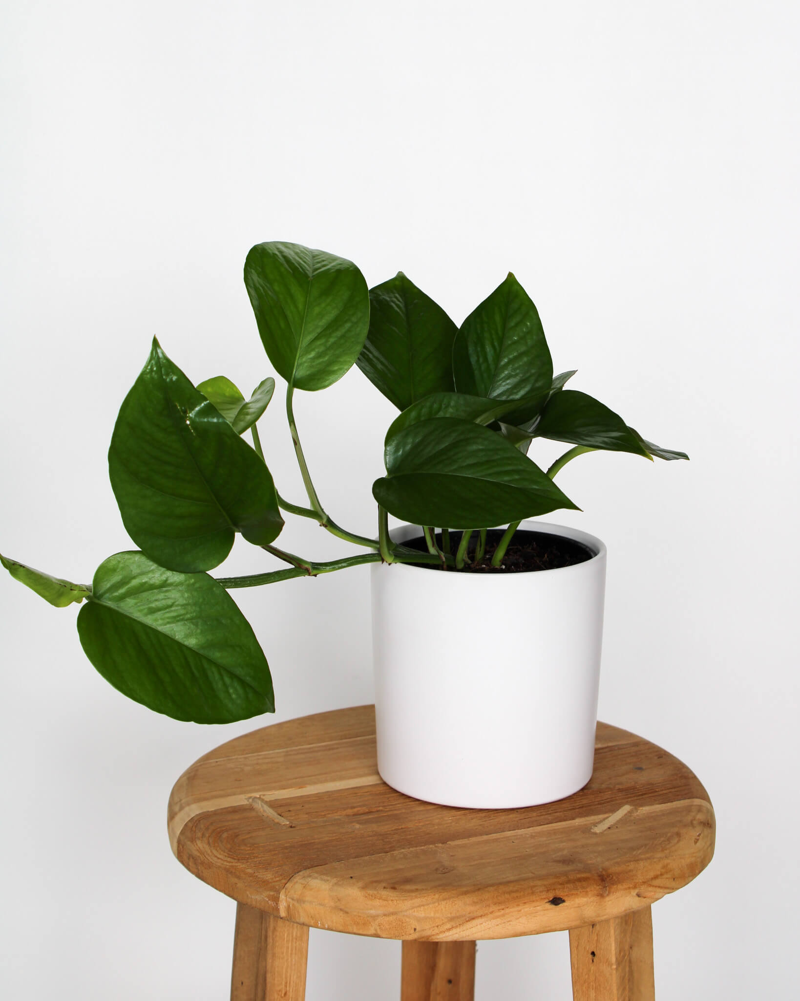 Green Dragon Pothos