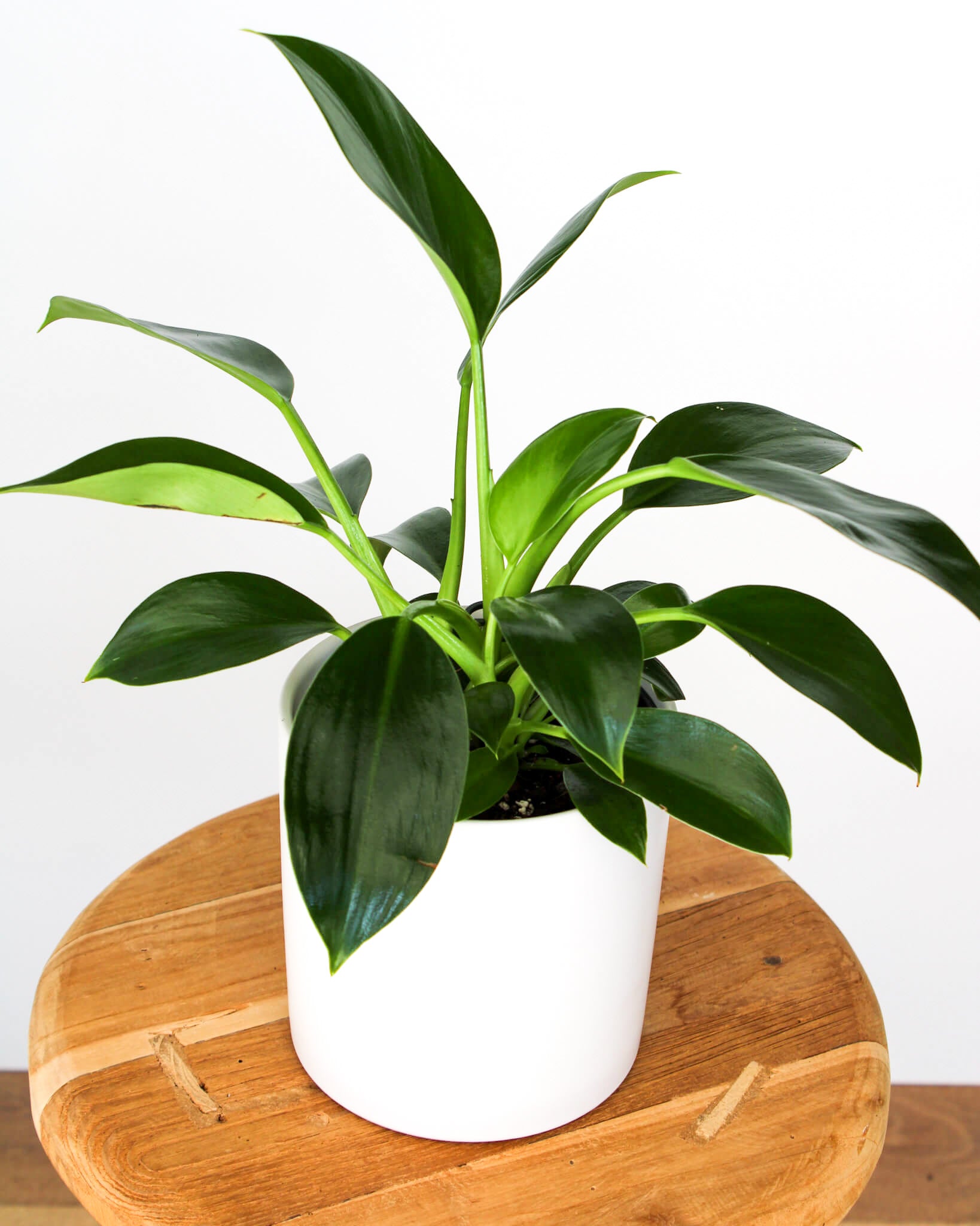 Philodendron Green Princess