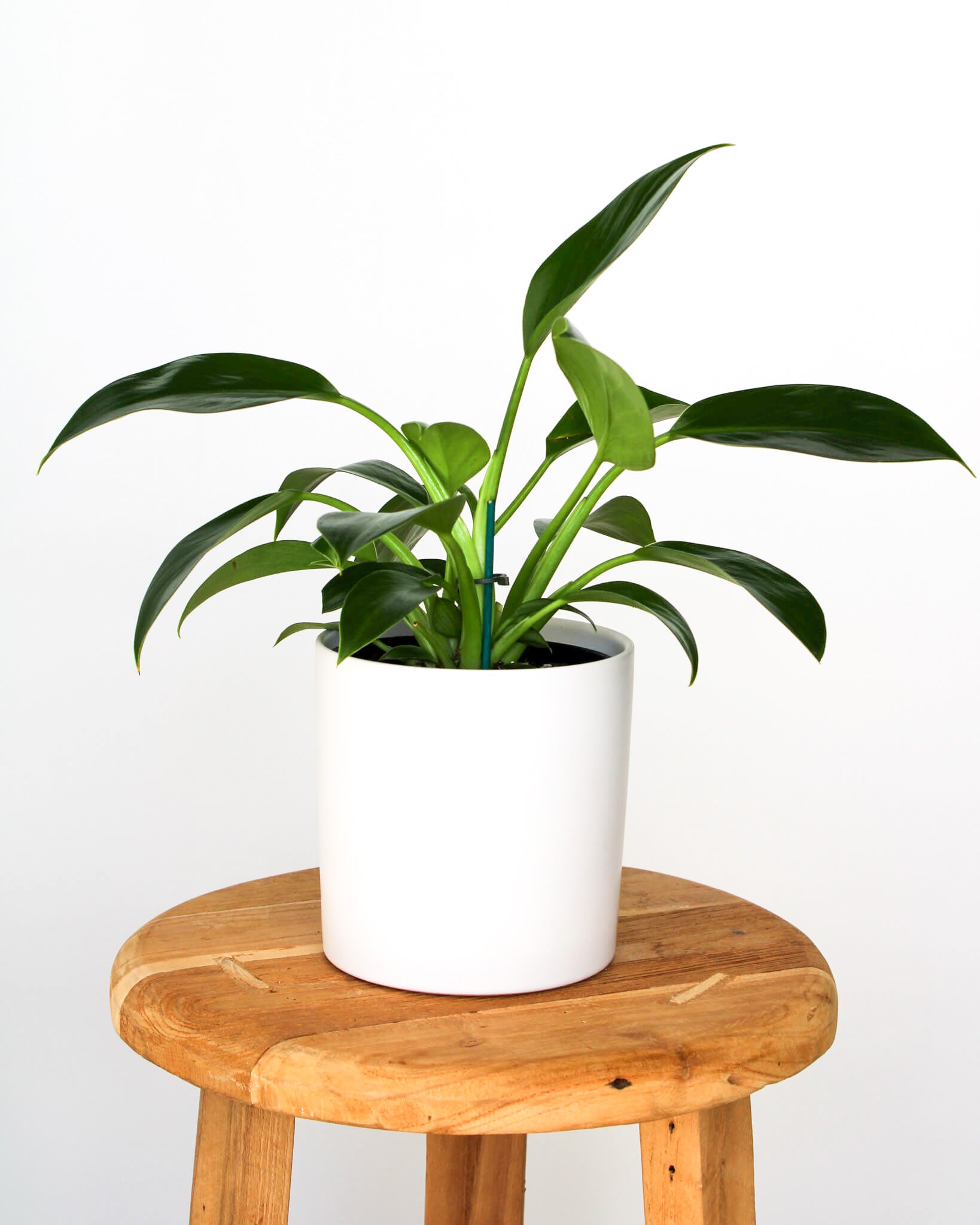 Philodendron Green Princess