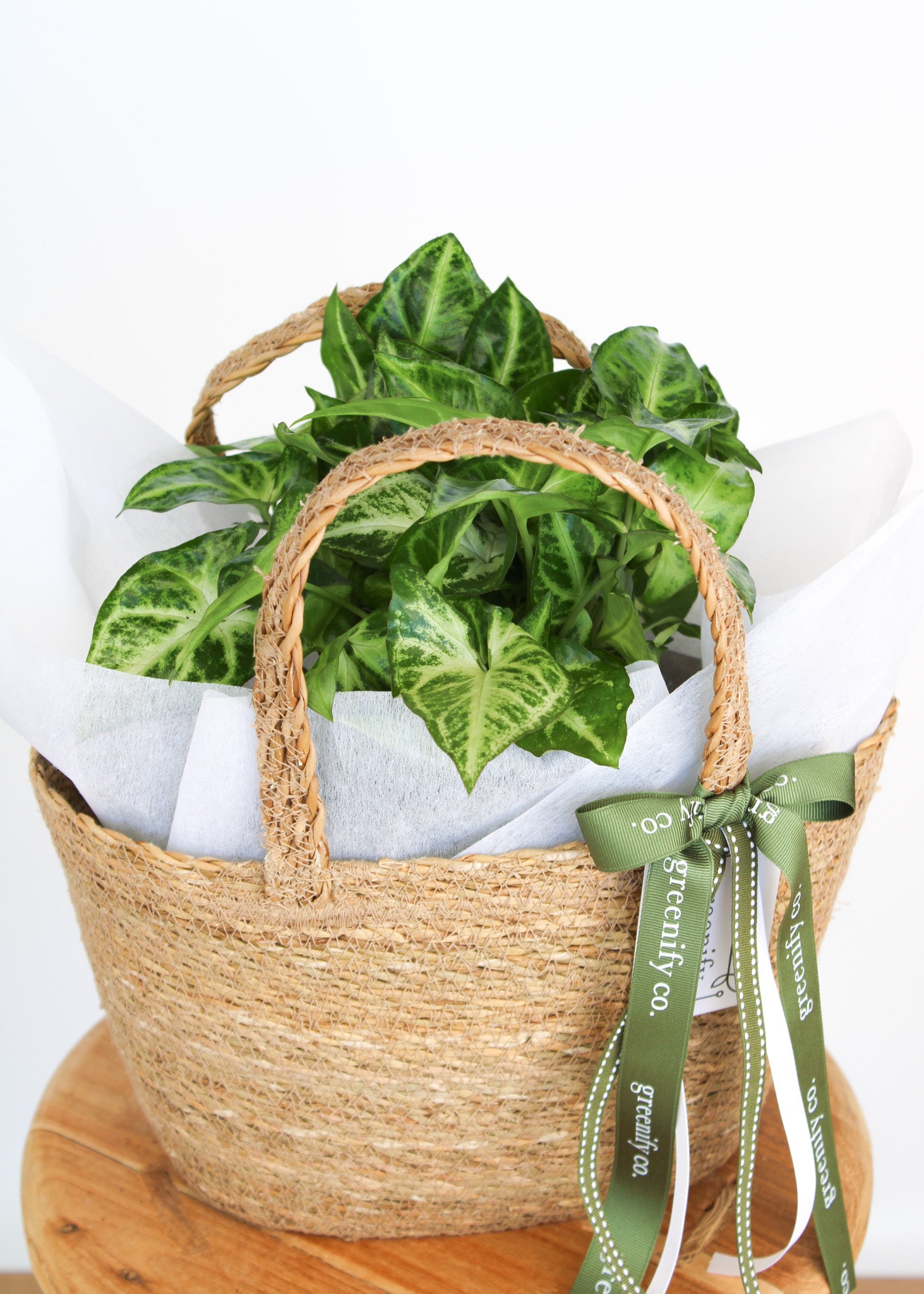 Syngonium