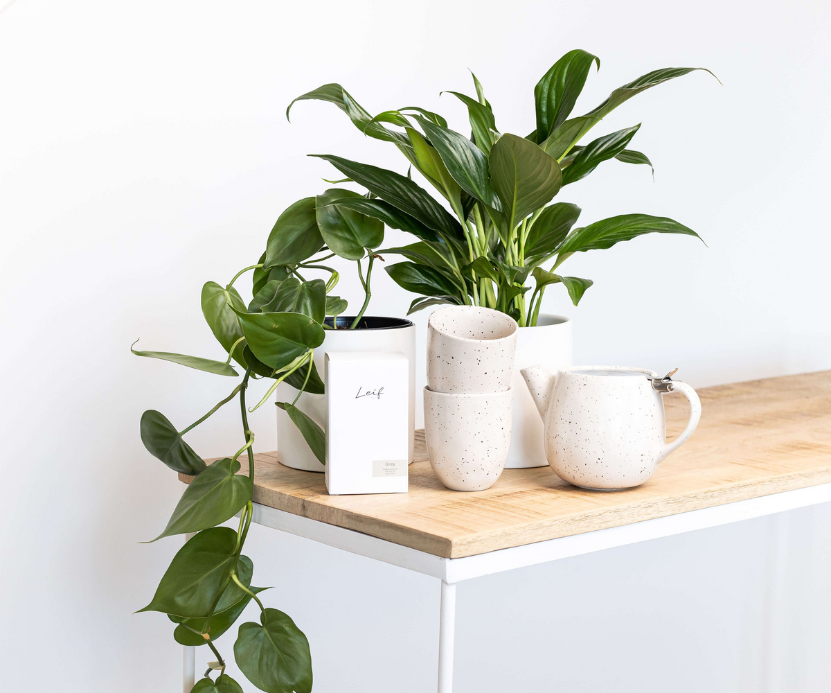 Indoor plants and giftware from Greenify Co. in Perth