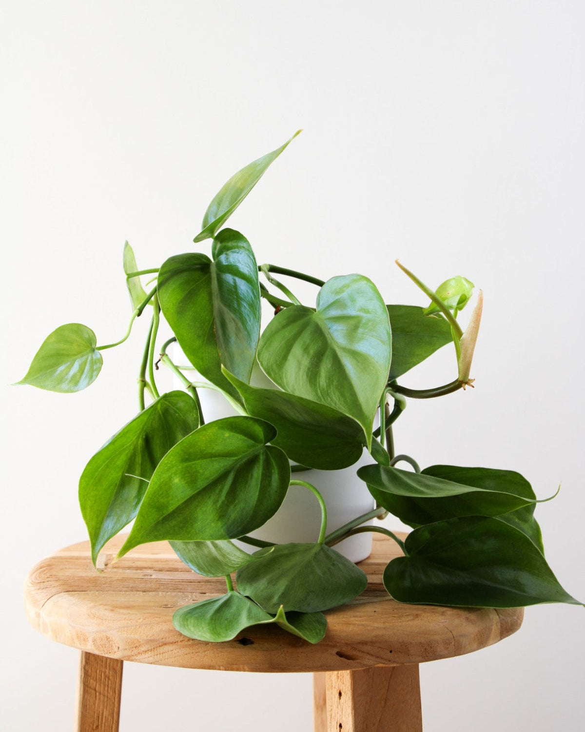 Heart Leaf Philodendron